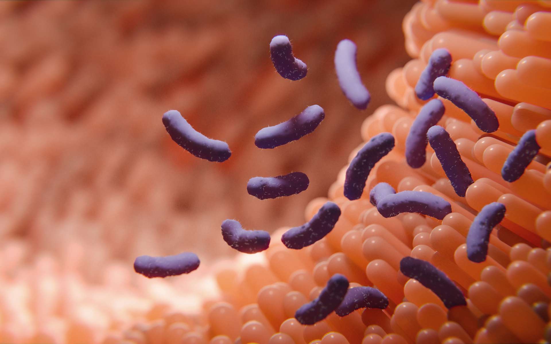 Le microbiote intestinal fait l'objet de nombreuses recherches scientifiques ces dernières années. © merklicht.de, Adobe Stock
