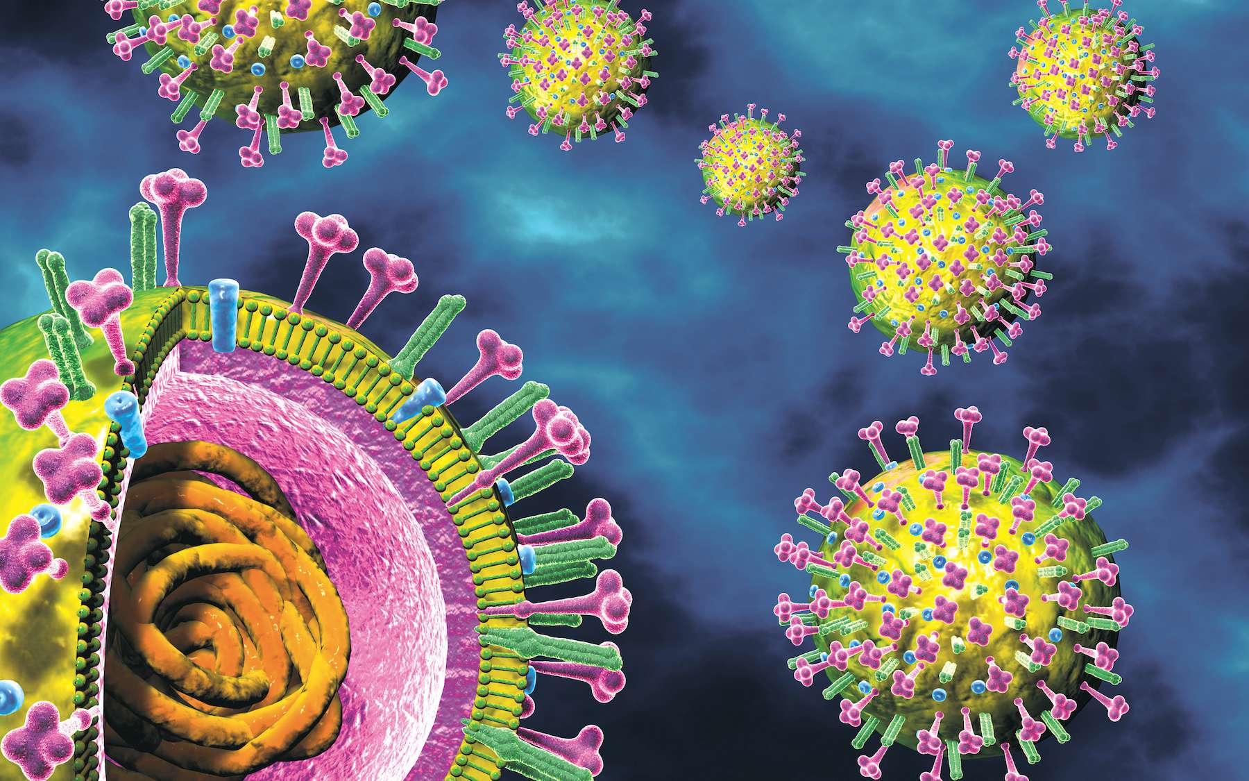 Le virus de la grippe ou virus influenza est un virus enveloppé à ARN. © Axel Kock, Adobe Stock