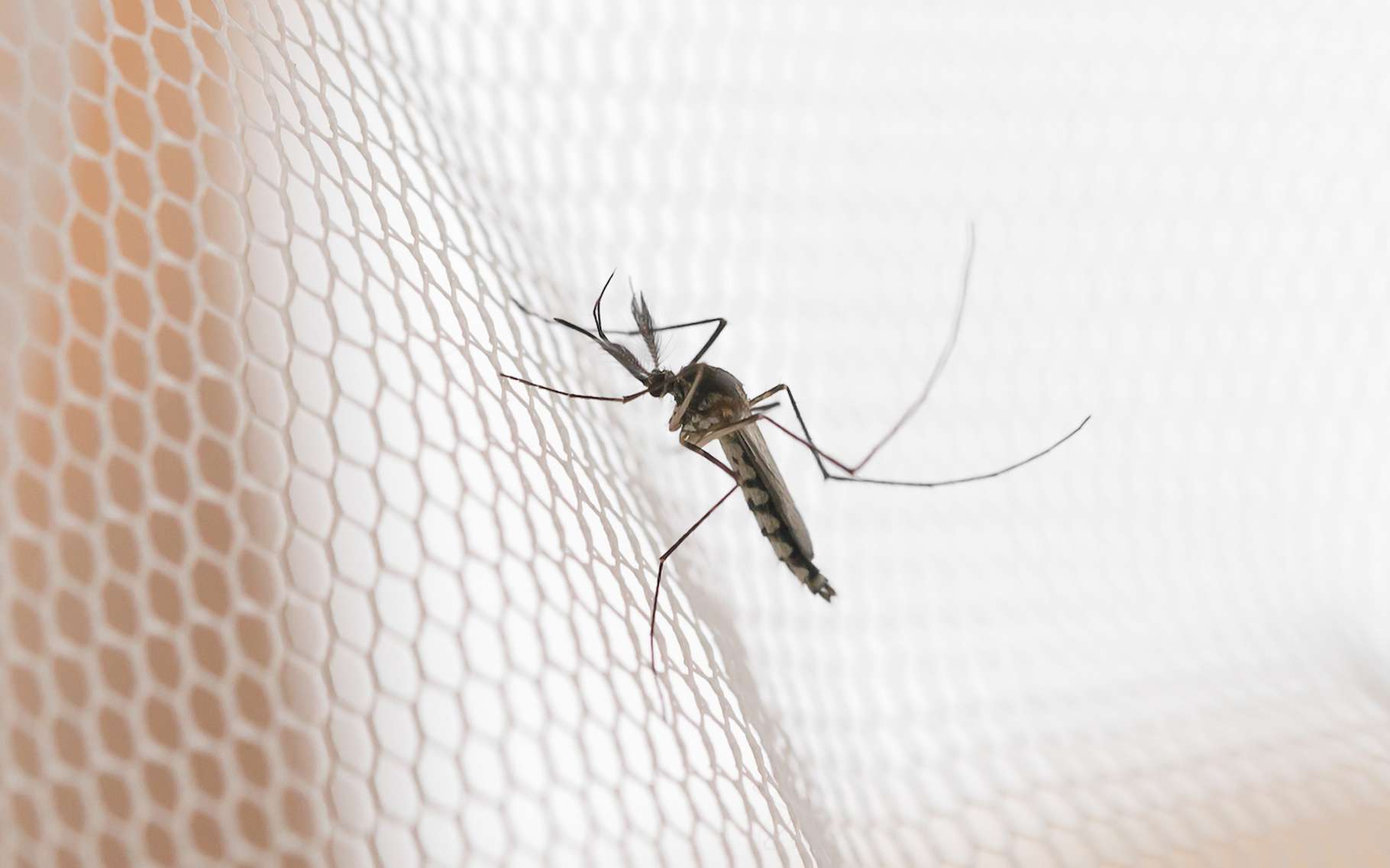 Des scientifiques découvrent par hasard que ce produit du quotidien est une arme redoutable que le paludisme