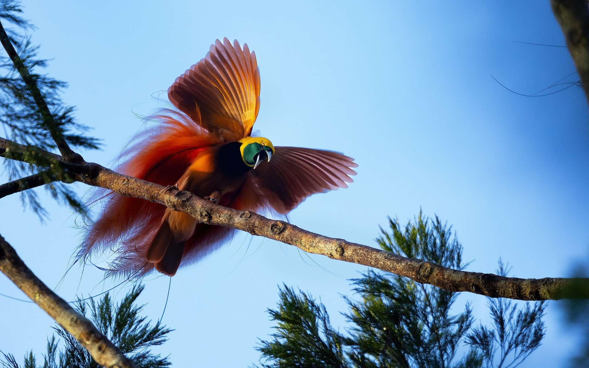 La nature n'a pas fini de nous surprendre : ces oiseaux sont biofluorescents !