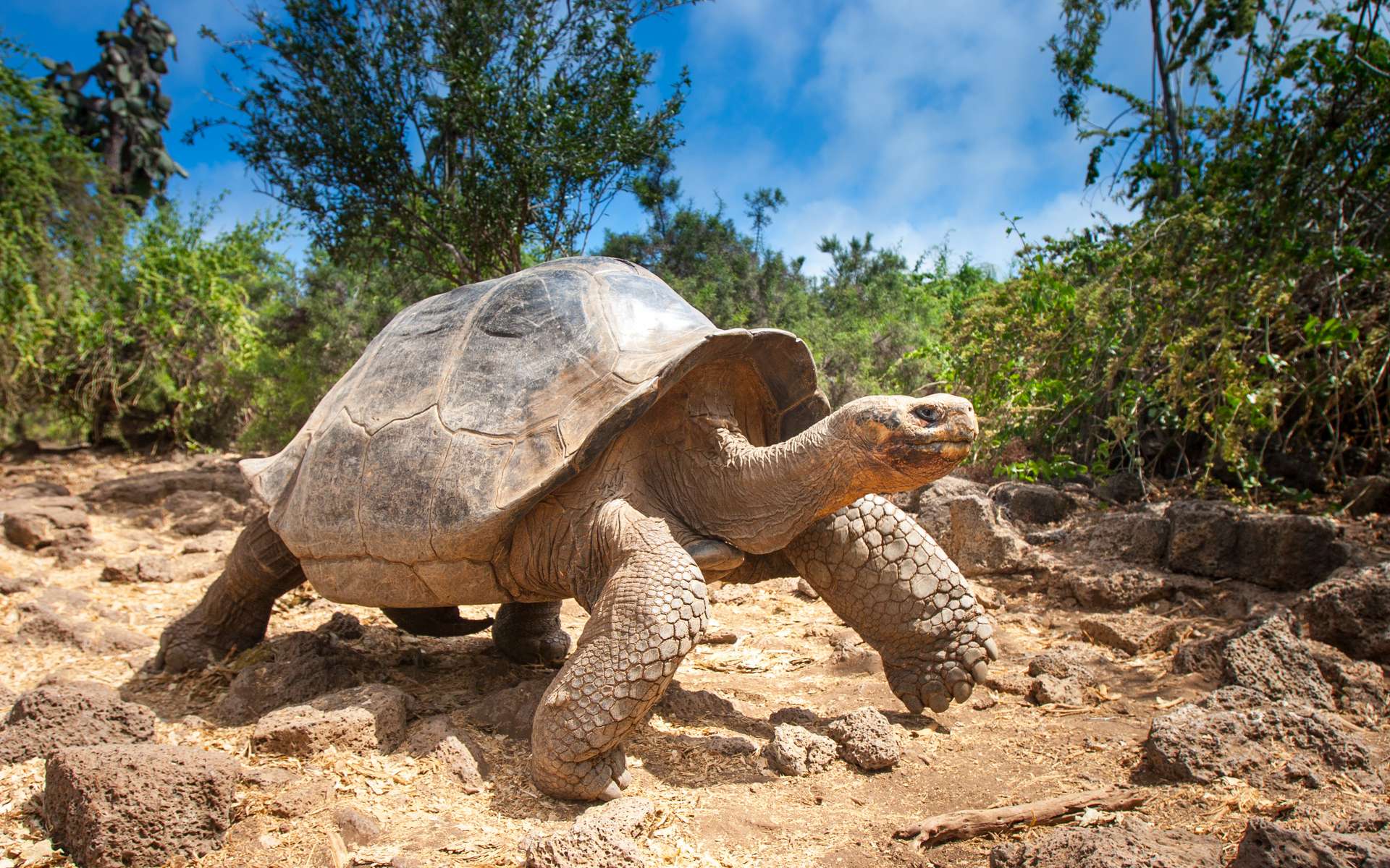 Une tortue géante apparentée au célèbre George découverte aux Galapagos