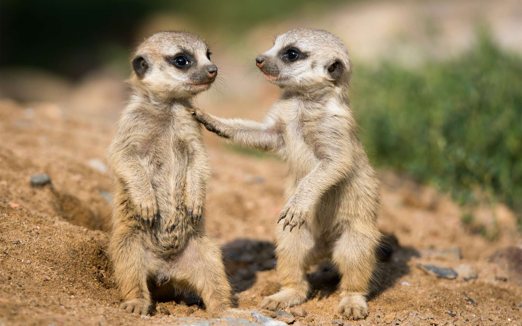 Les suricates modifient leur comportement avec le retour des visiteurs au zoo