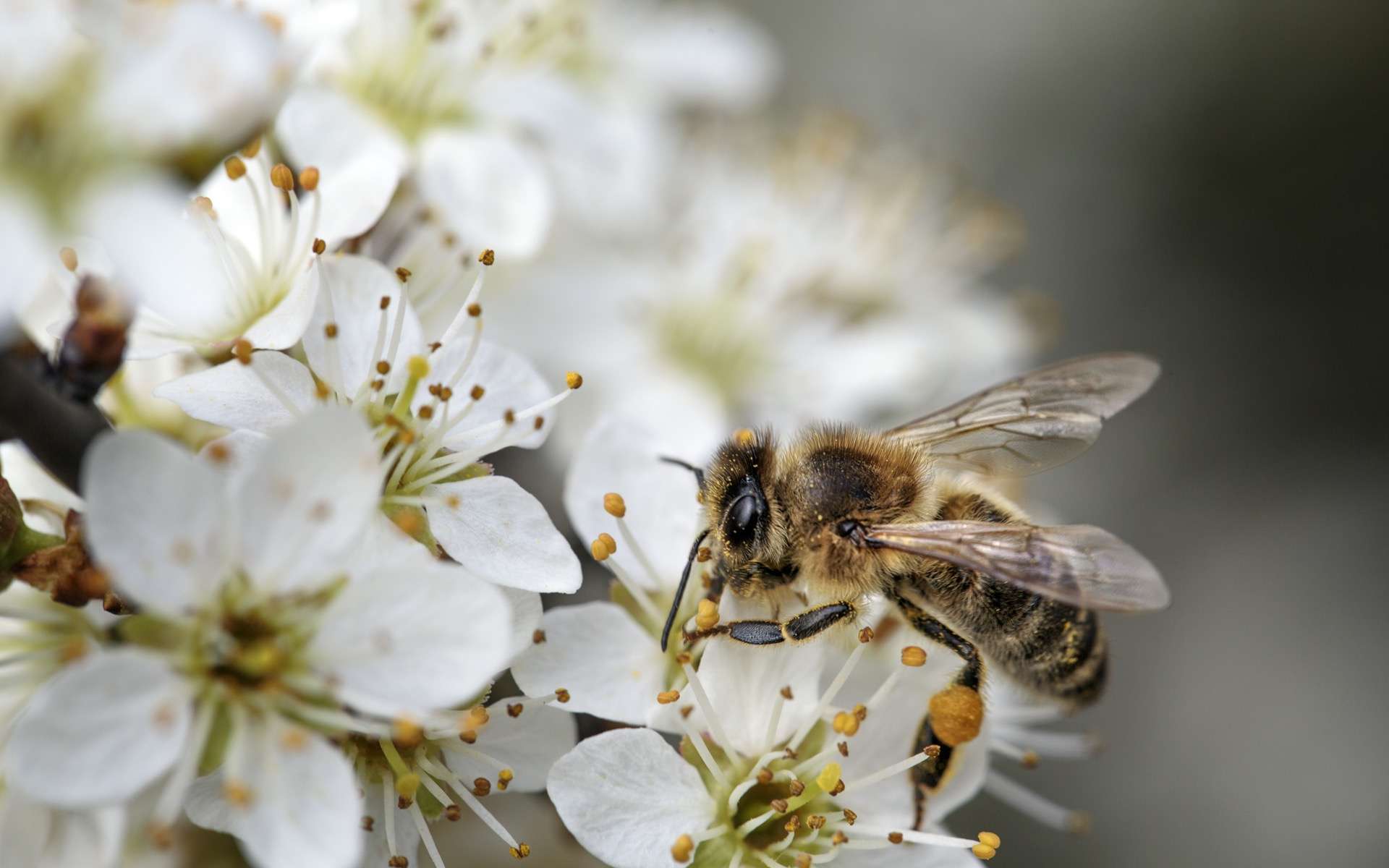Les conséquences de la pollution sur la pollinisation thumbnail