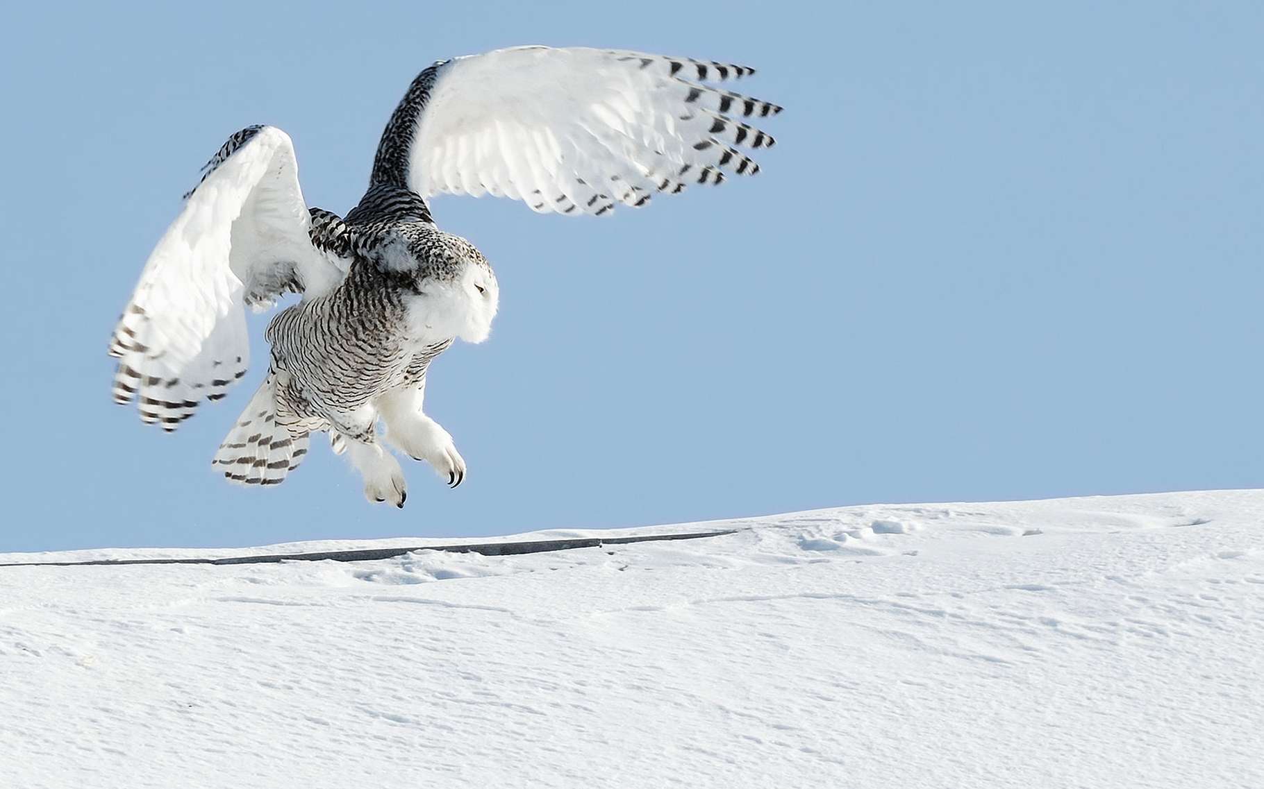 Le Suivi Des Populations De Chouettes Harfangs Dossier