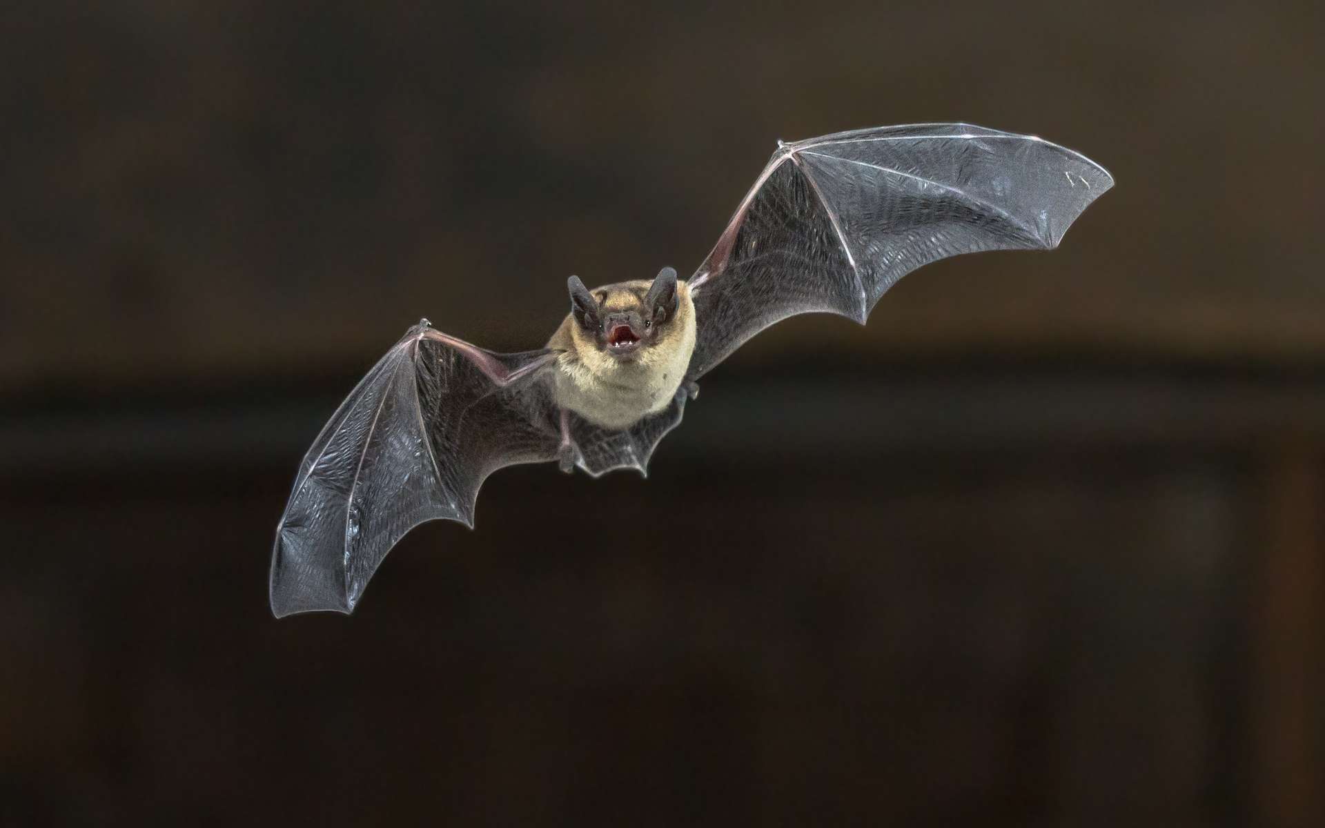 D'étranges chauve-souris porteuses de coronavirus