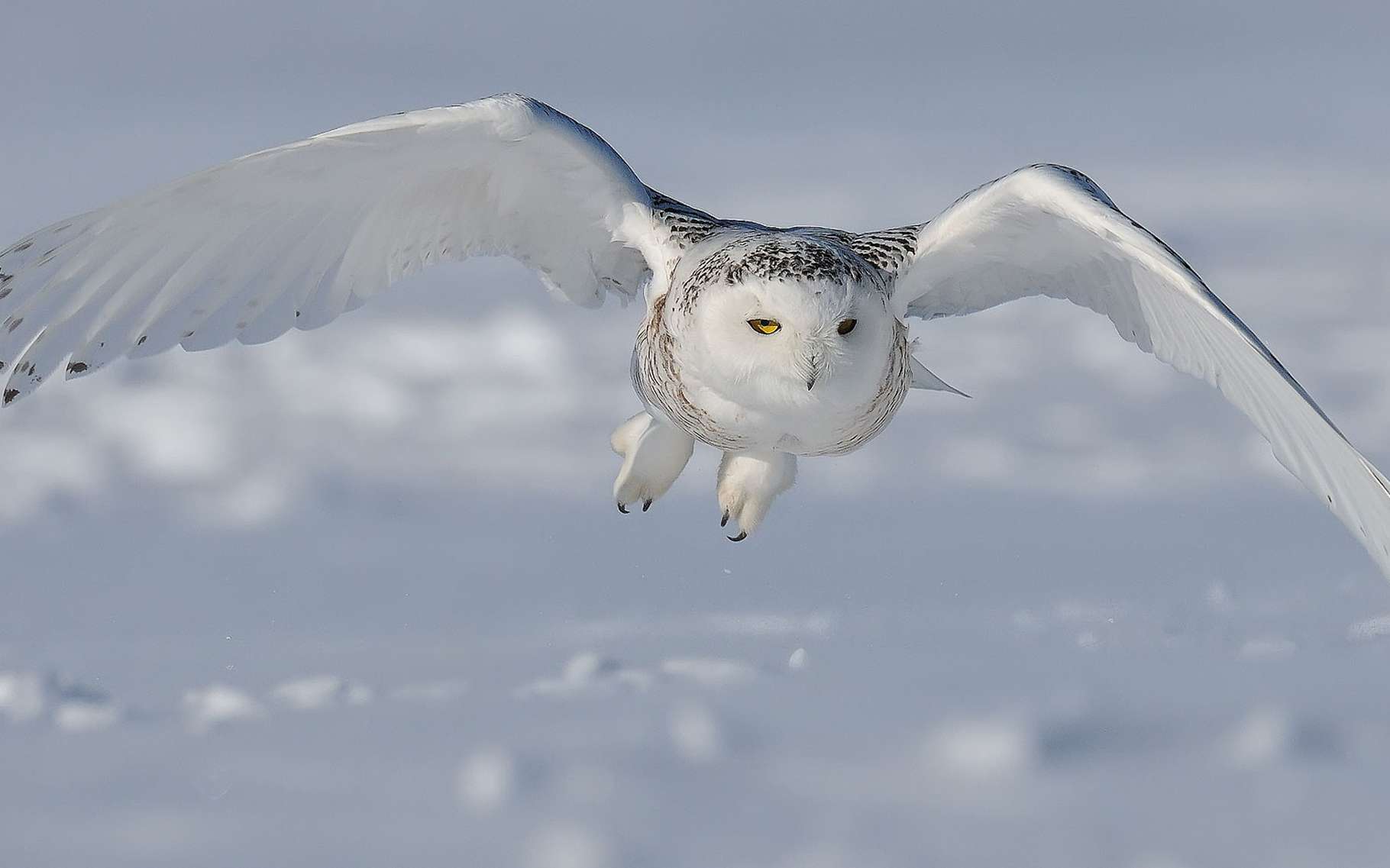 Groenland Les Chouettes Harfangs Sous Surveillance Dossier