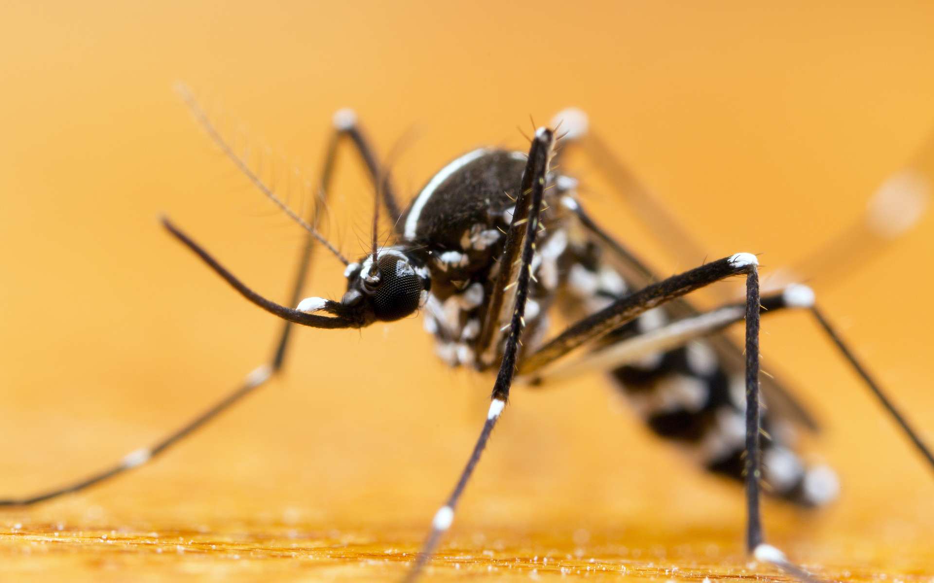 Le moustique-tigre peut désormais transmettre ces deux virus aux humains