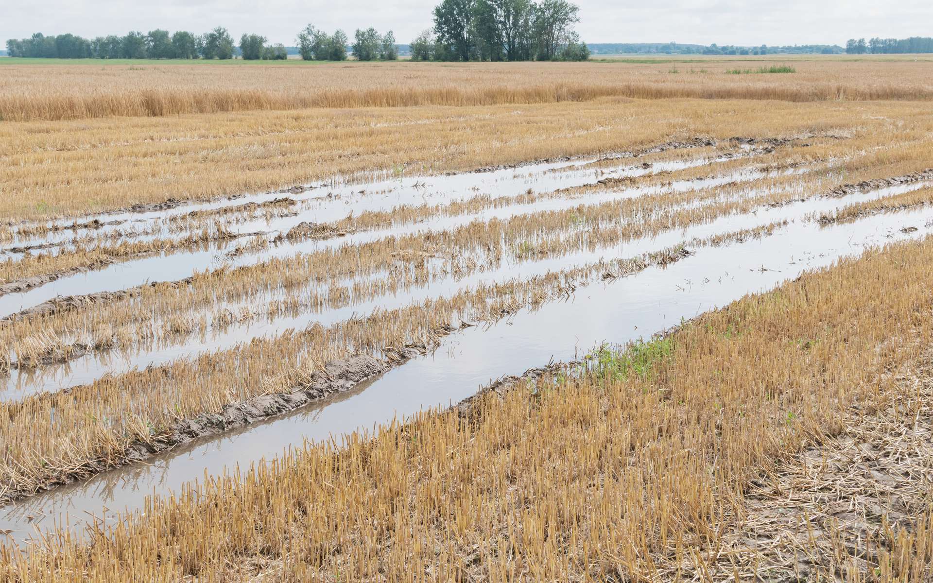 Chute de la production de blé en 2024 : un signal d'alerte pour l'agriculture ?