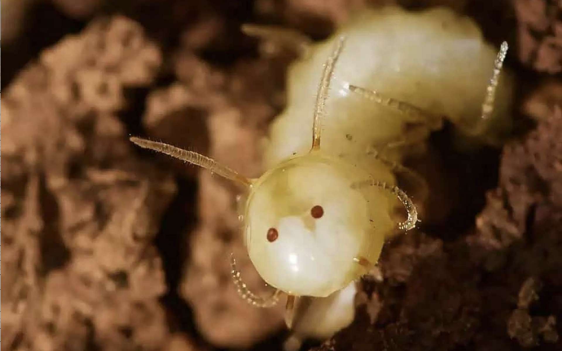 Ce que vous voyez n'est pas ce que vous croyez : cet insecte porte un masque qui cache une ruse incroyable !