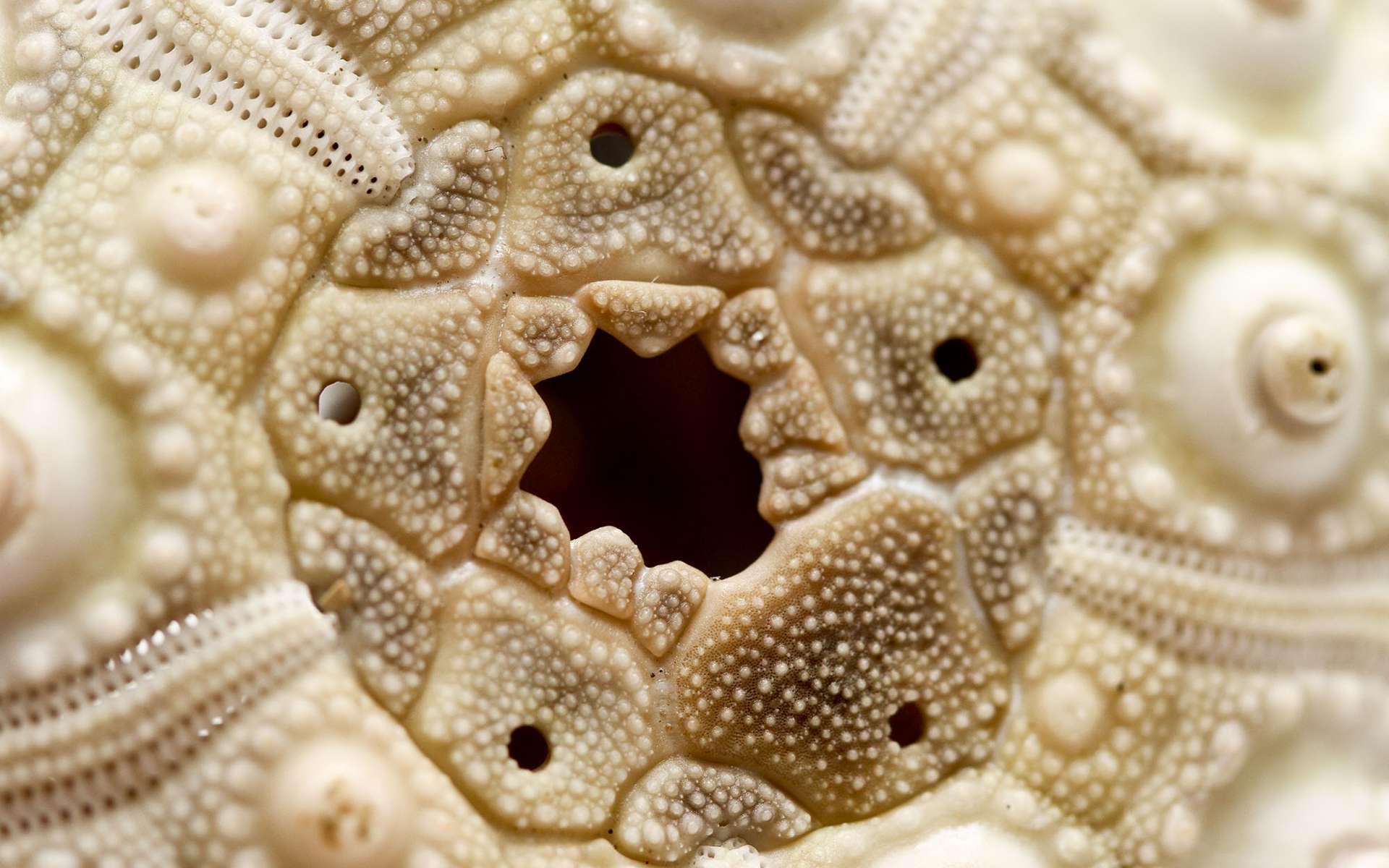 Le test calcaire des oursins est composé de plaques, comme celles visibles sur cette photographie qui entourent l'anus et portent les pores génitaux. © Nina Matthews from Australia, Wikimedia Commons, CC by-sa 2.0