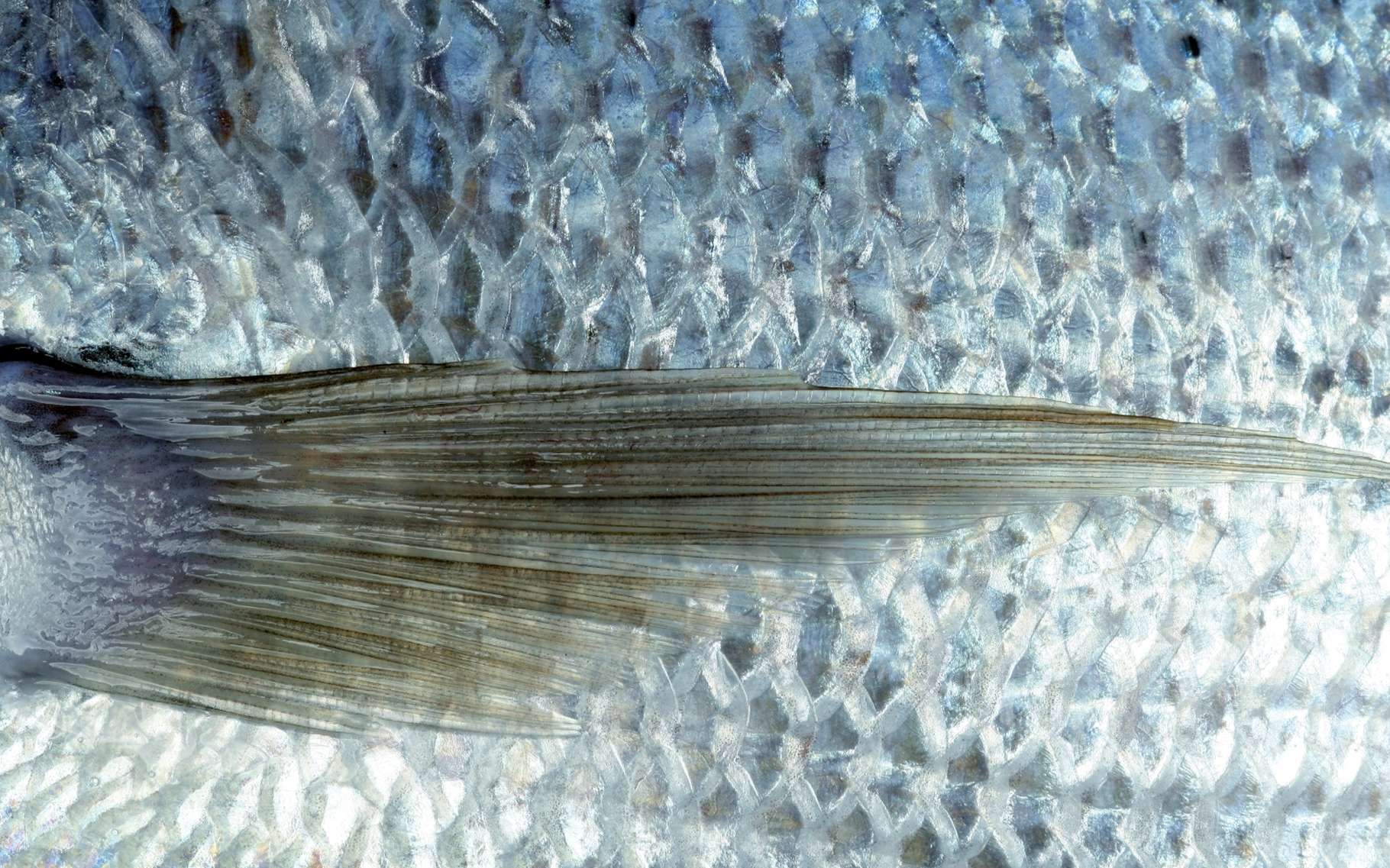 Ce n'est pas un poisson d'avril : des écailles pourraient servir à produire (un peu) d'électricité. © holbox, Shutterstock