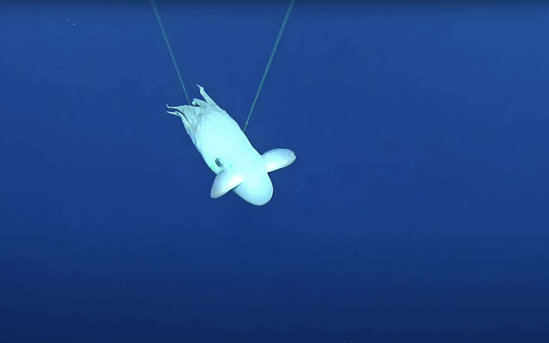 Rencontre merveilleuse dans les abysses : une « pieuvre Dumbo » qui fait le show devant les scientifiques