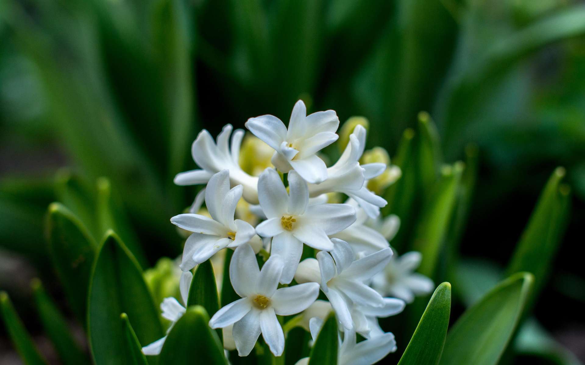 Les fleurs à bulbe les plus cultivées | Dossier