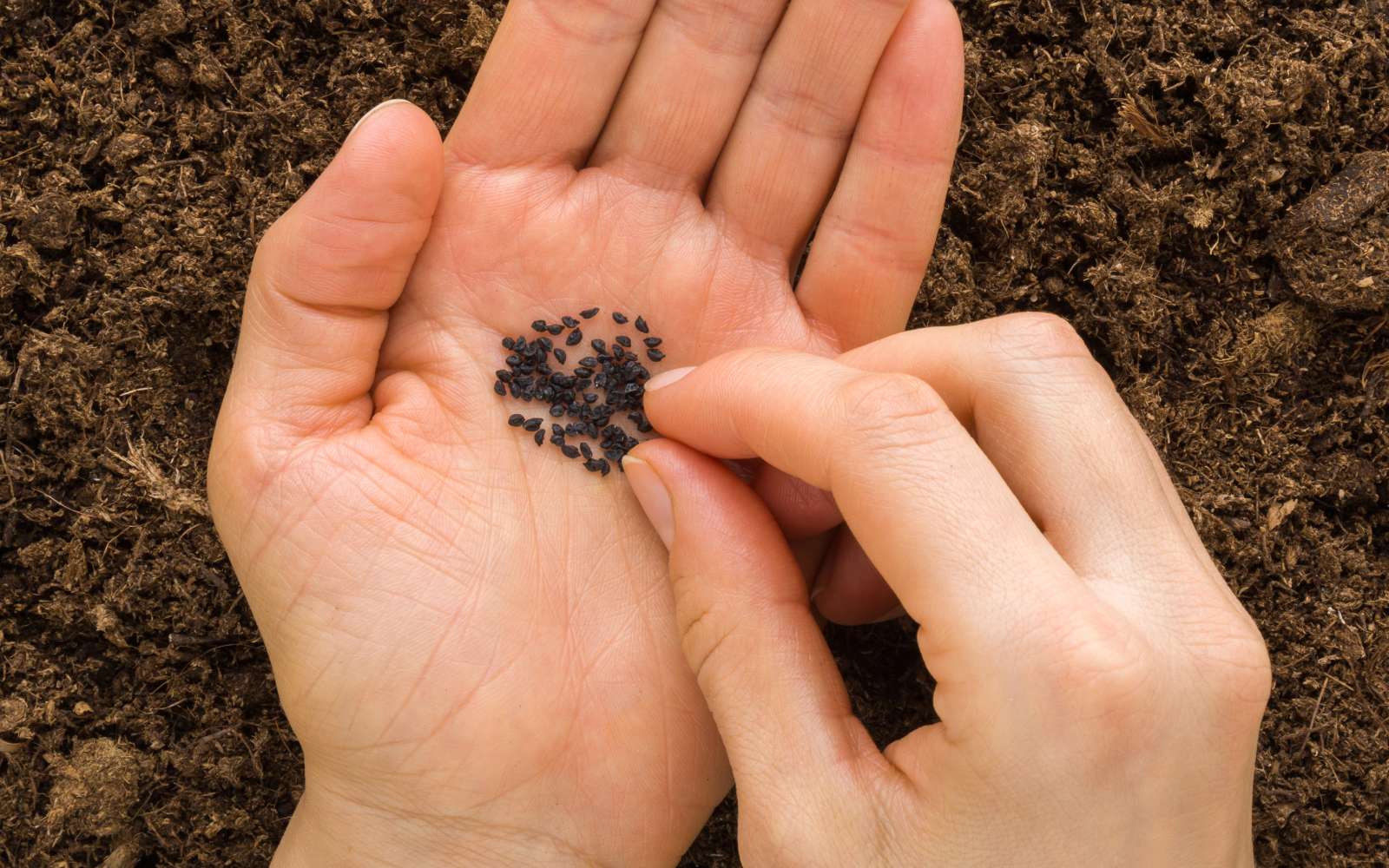 N'attendez pas : 4 légumes à vite semer ou planter en décembre !