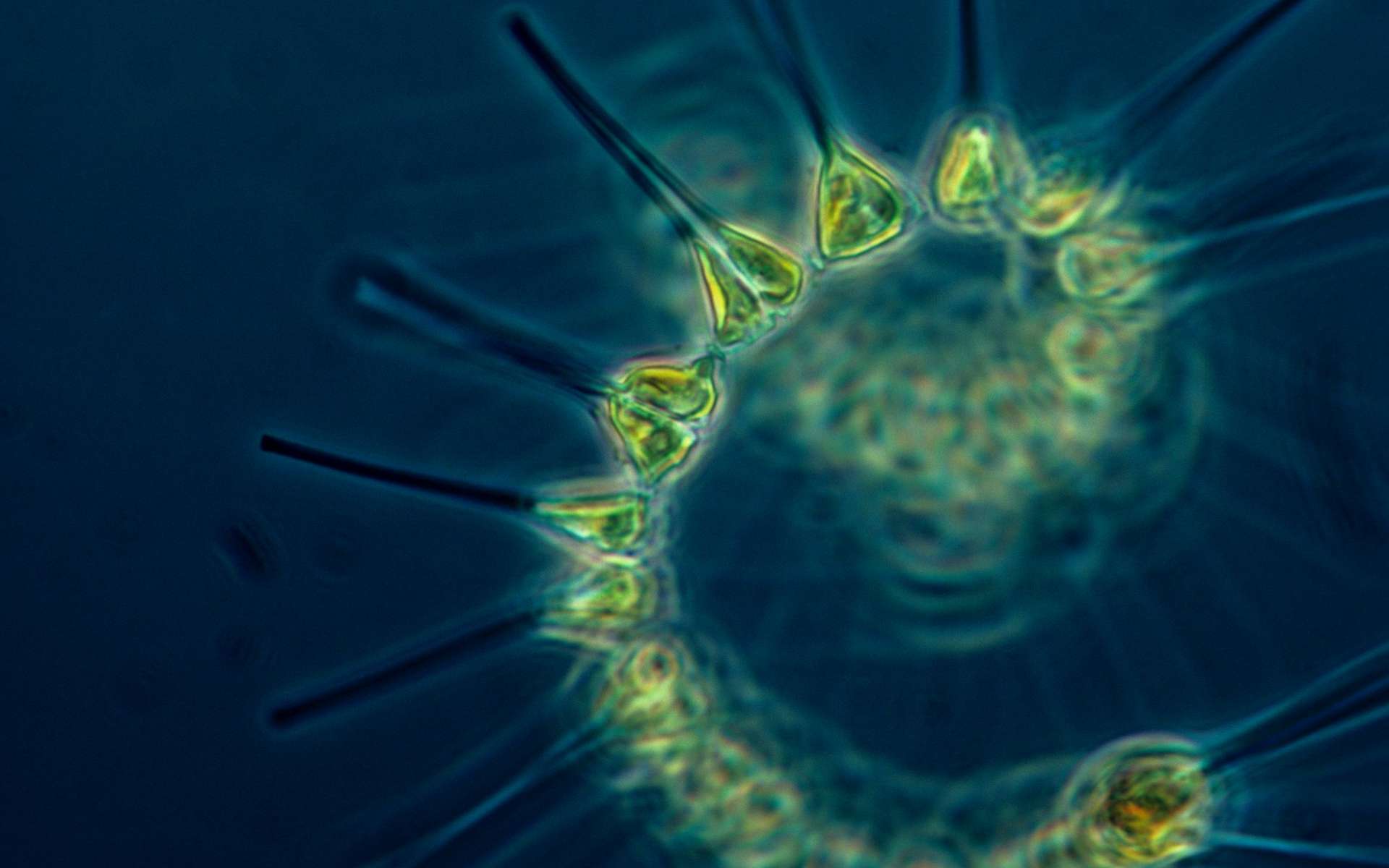 Le phytoplancton est composé de cyanobactéries et de microalgues. © NOAA