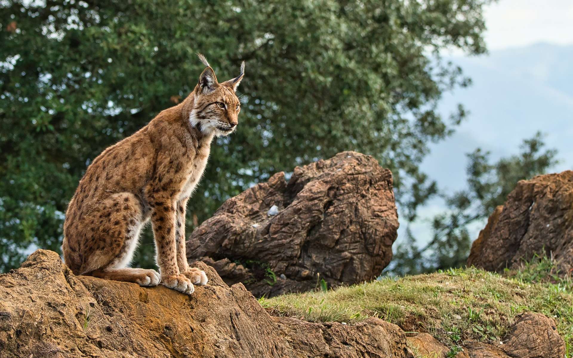 Le lynx a un coeur trop petit pour le marathon !