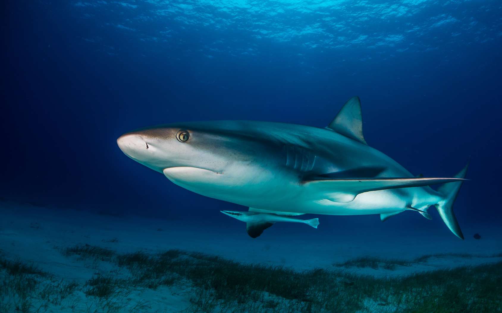 Surprise Les Requins Mangent Les Oiseaux De Votre Jardin