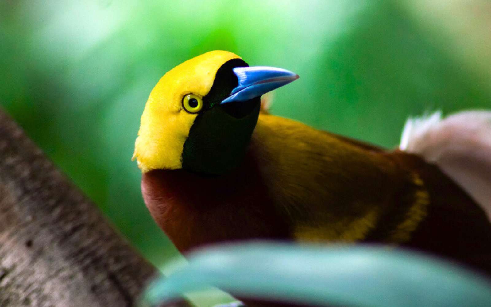 Bioluminescence chez les oiseaux : la découverte qui fascine les scientifiques