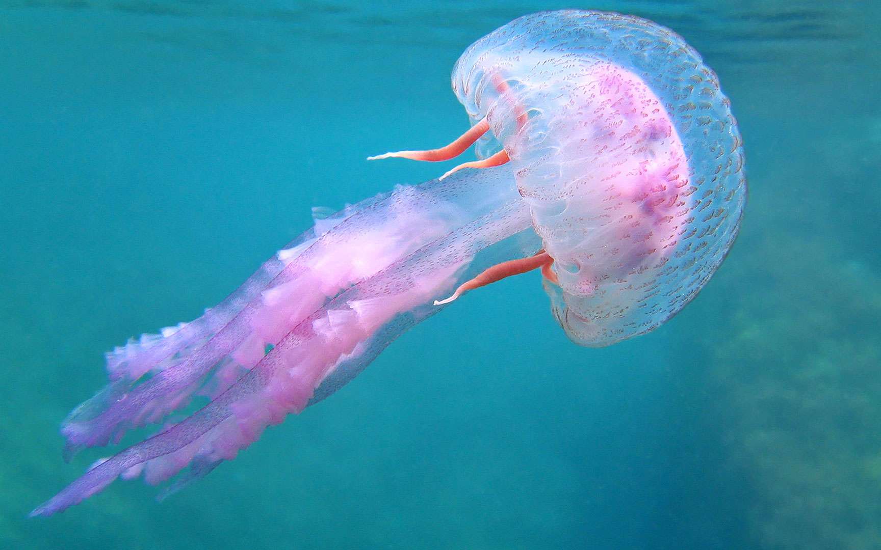 Медузы андаманского моря