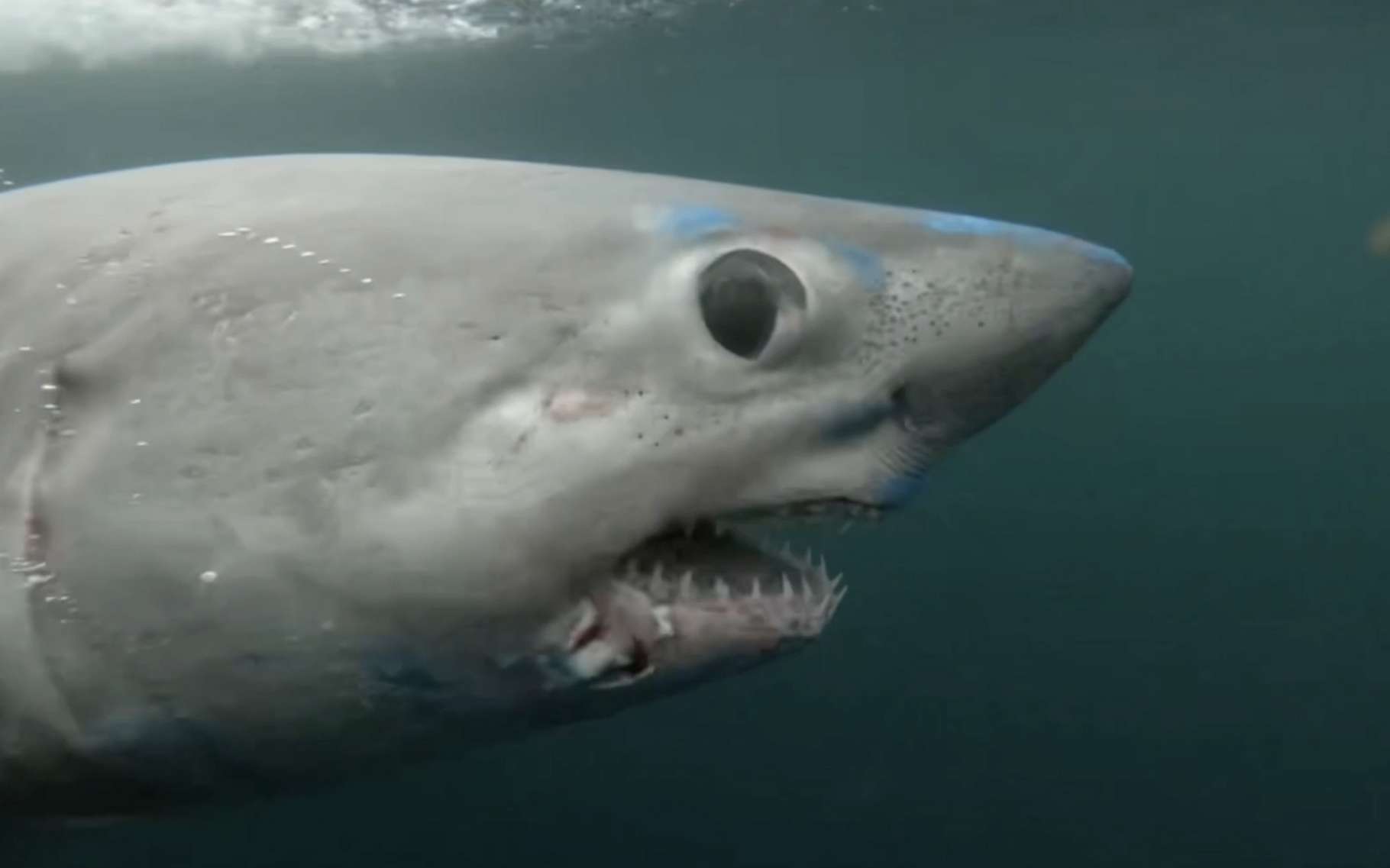 Une balise d’un grand requin en gestation a été retrouvée : l’histoire qu’elle raconte a choqué les scientifiques