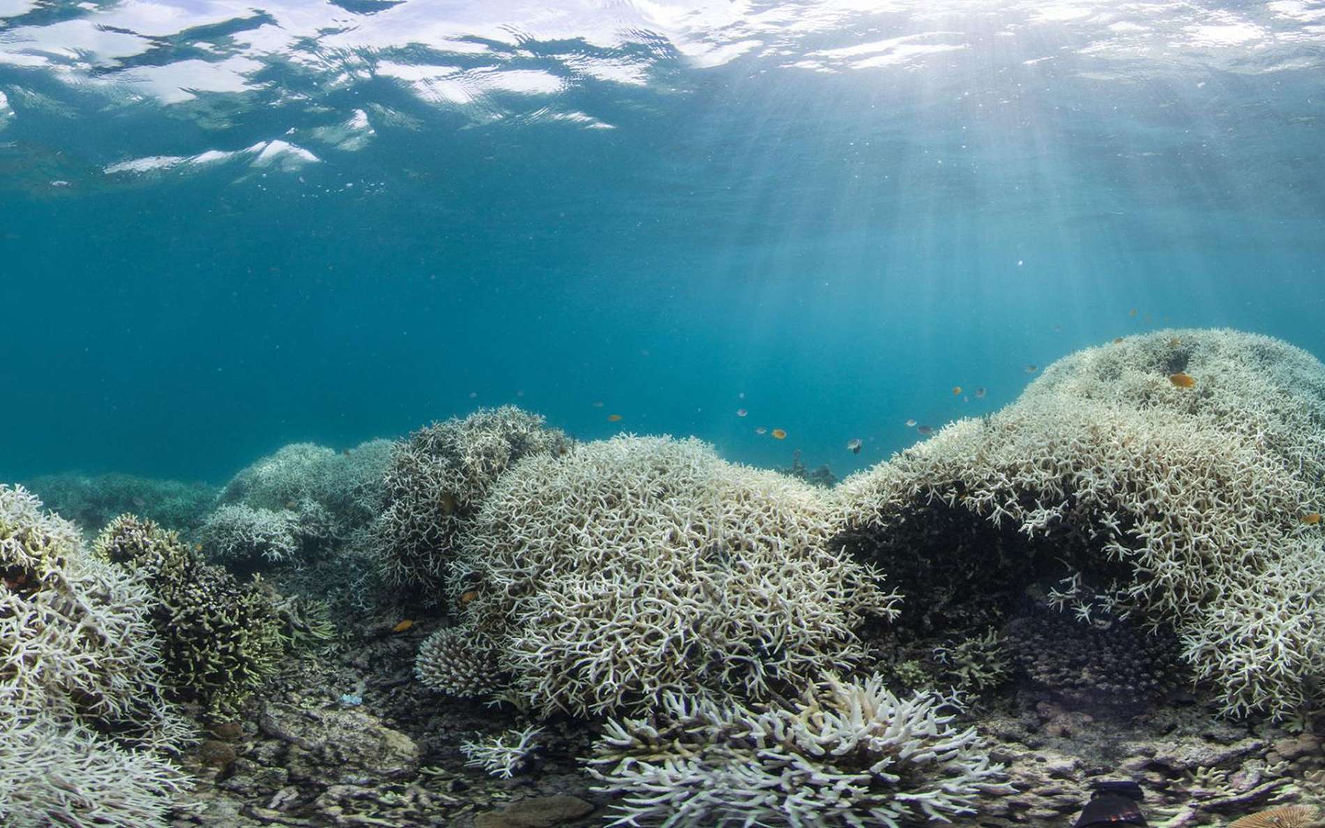 Le blanchissement du corail est une des conséquences du réchauffement des océans. © Xl Catlin Seaview Survey