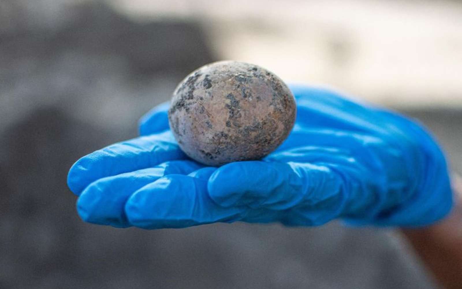 L'œuf, âgé de mille ans, découvert par les archéologues israéliens. Fissuré, l'œuf a perdu une grande partie de son contenu. © Yoli Schwartz, Israel Antiquities Authority