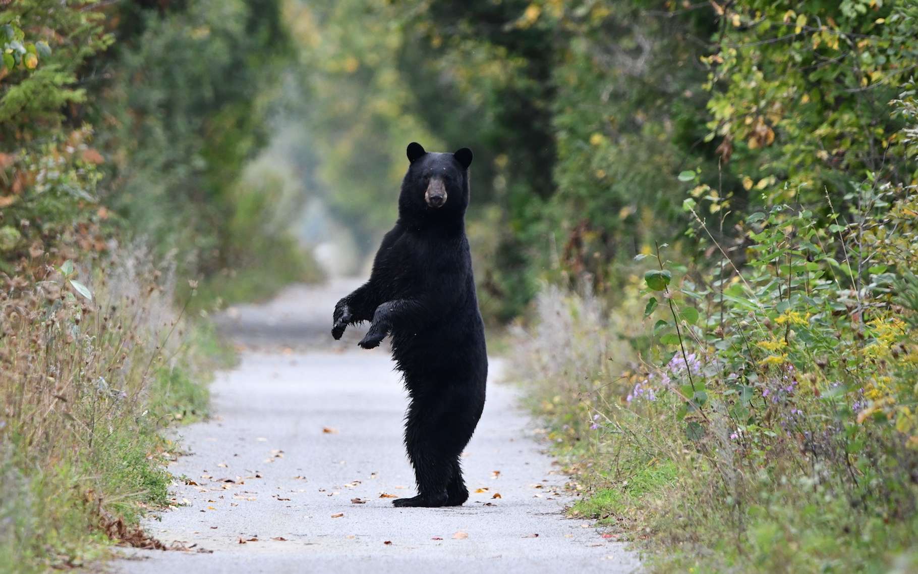 Un ours s'est amusé à prendre 400 selfies de lui