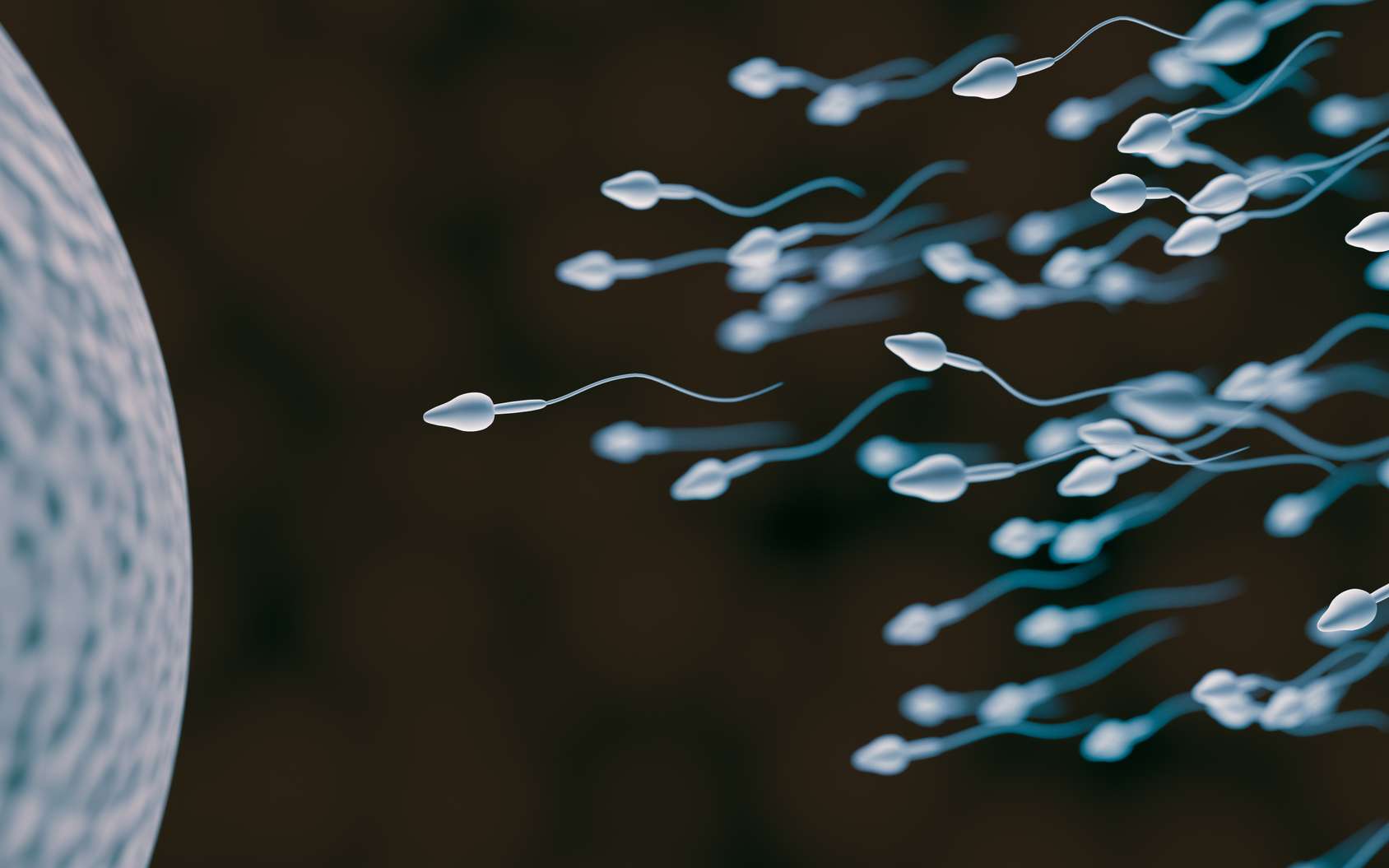 Les cellules germinales sont à l’origine des spermatozoïdes et des ovules. © vchalup, Fotolia