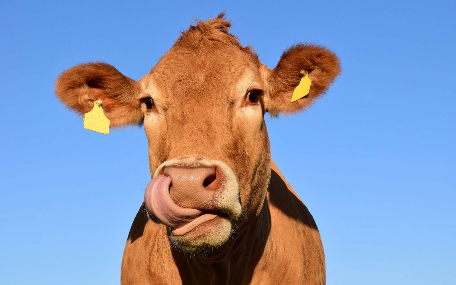 En Angleterre, la 5G est déjà présente dans l'agriculture et elle se cache dans le collier des vaches. © ulleo, Pixabay