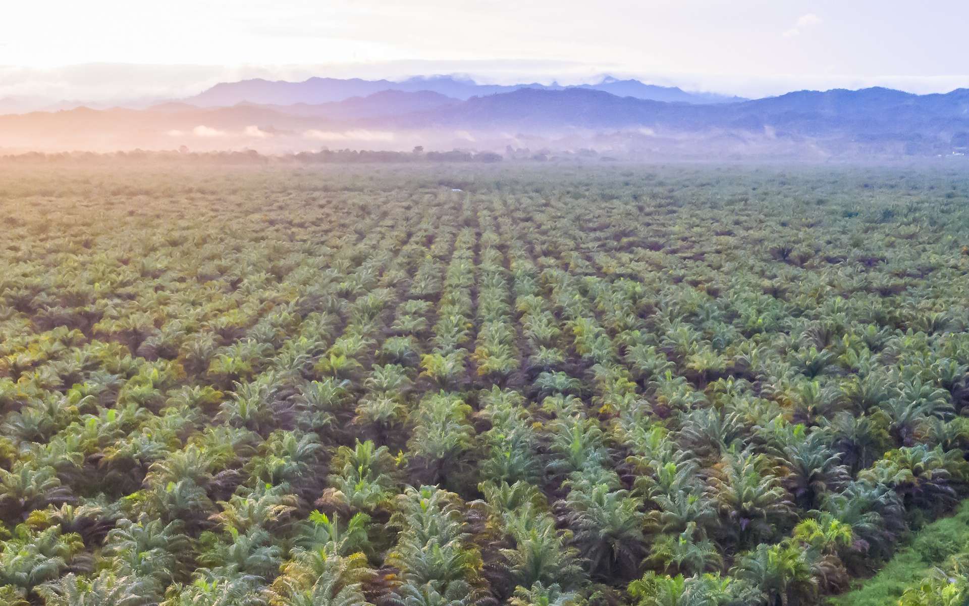 Quel est le vrai problème avec l'huile de palme ?
