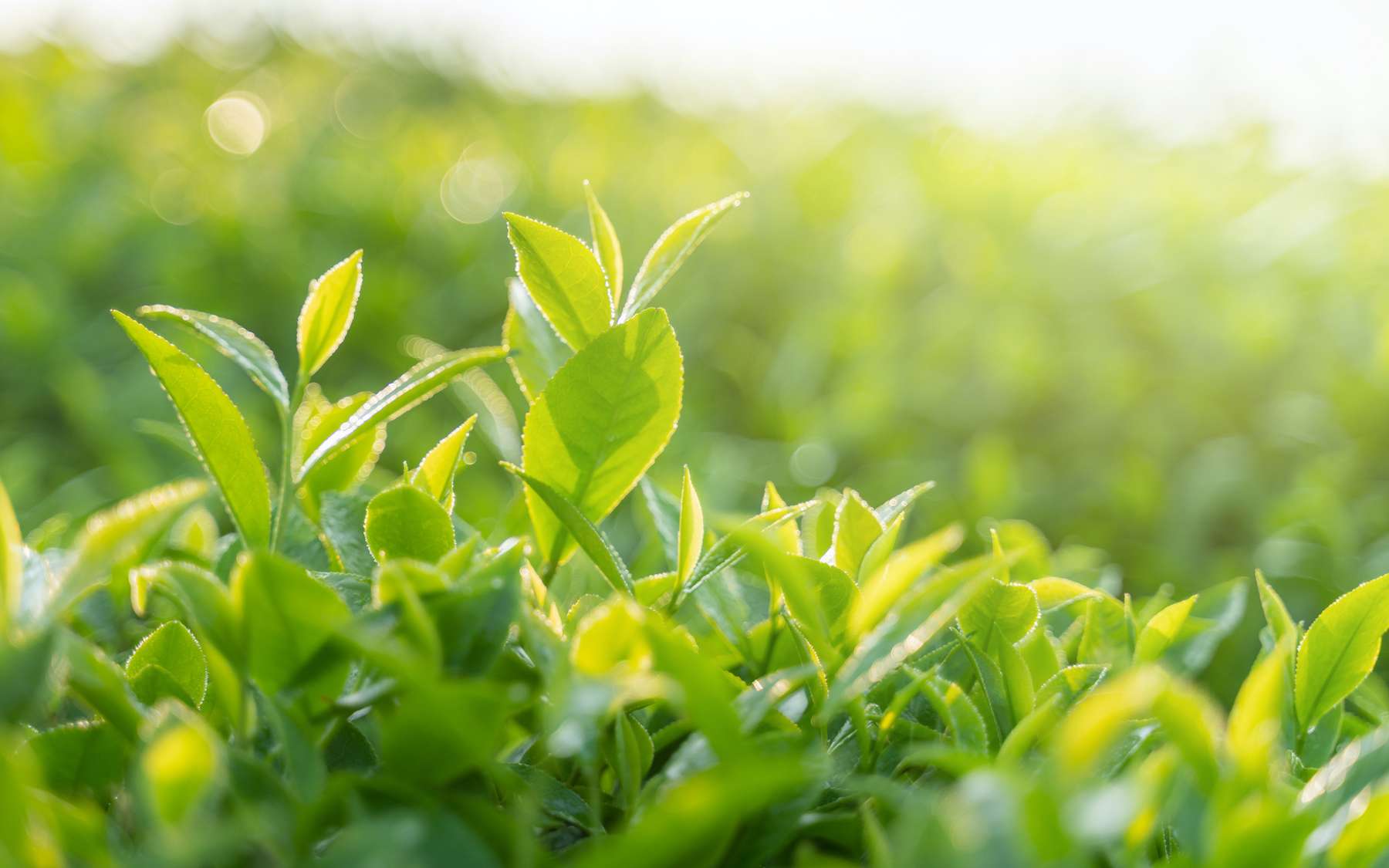 Pour savoir si vos plantes ont soif, écoutez-les !