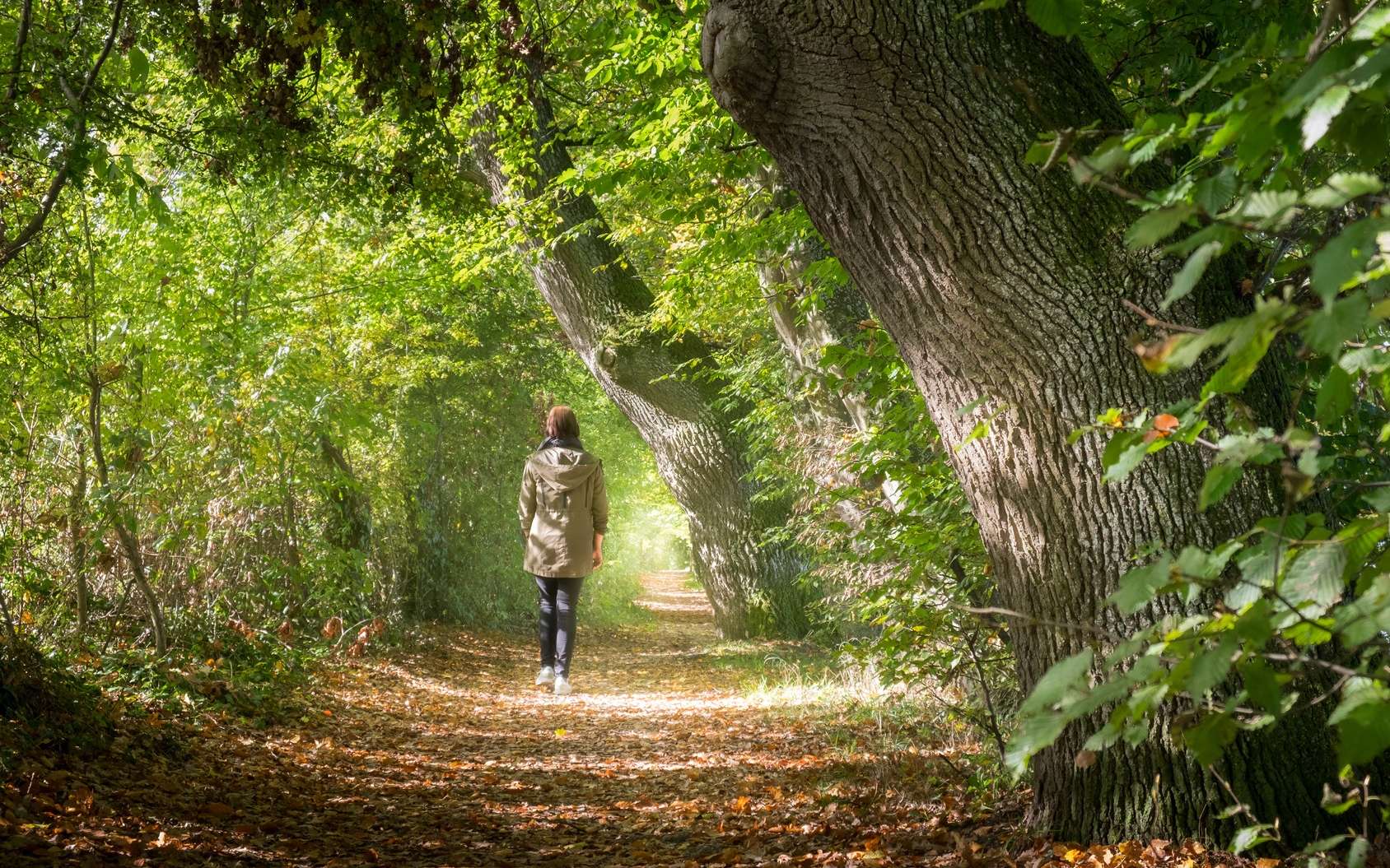 Sylvotherapie 4 Bonnes Raisons D Essayer Un Bain De Foret