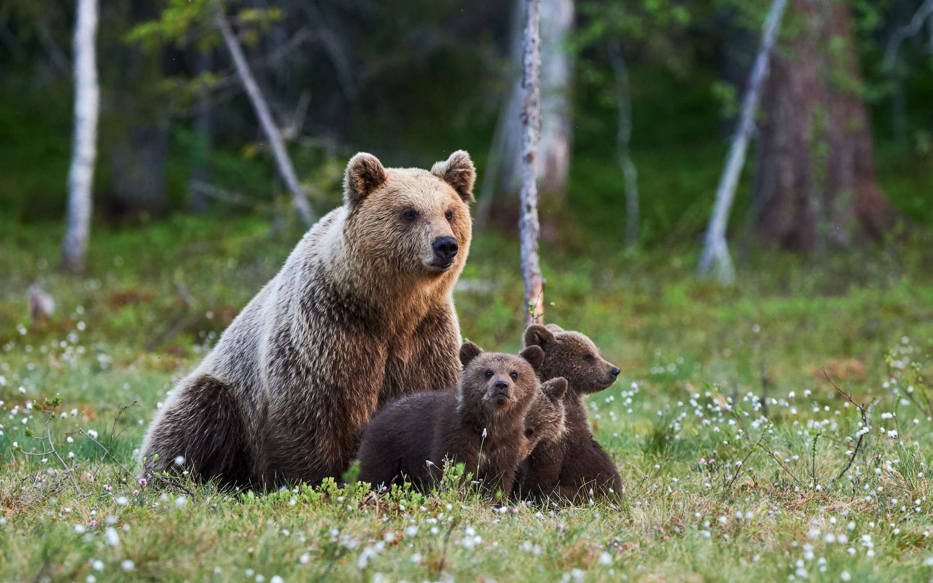 Énorme indignation sur les réseaux sociaux : l'Alaska tire sur des grizzlis et des loups depuis des hélicoptères !
