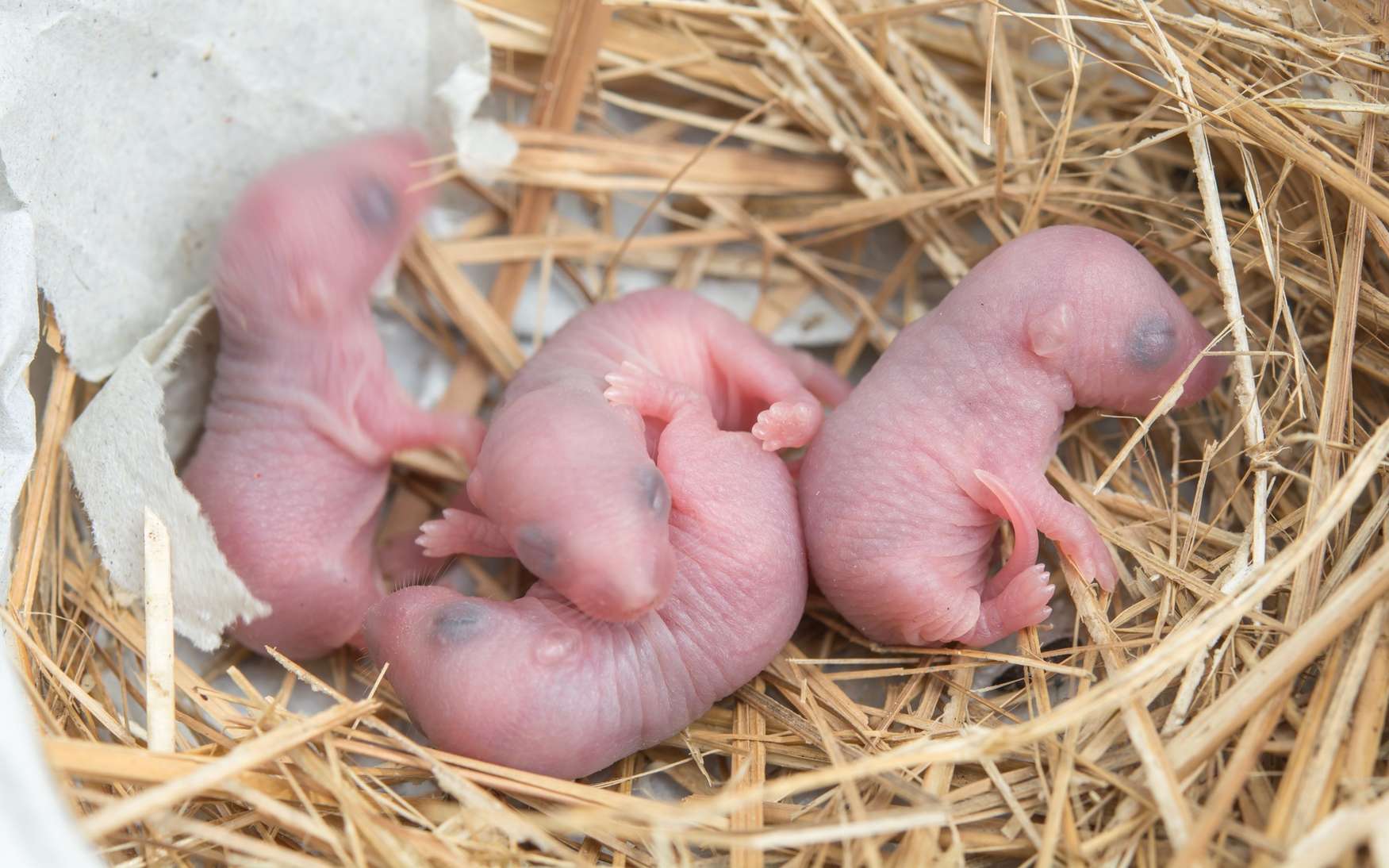 Les bébés souris nés grâce à l’ovaire artificiel se sont développés normalement. © srisakorn, Fotolia