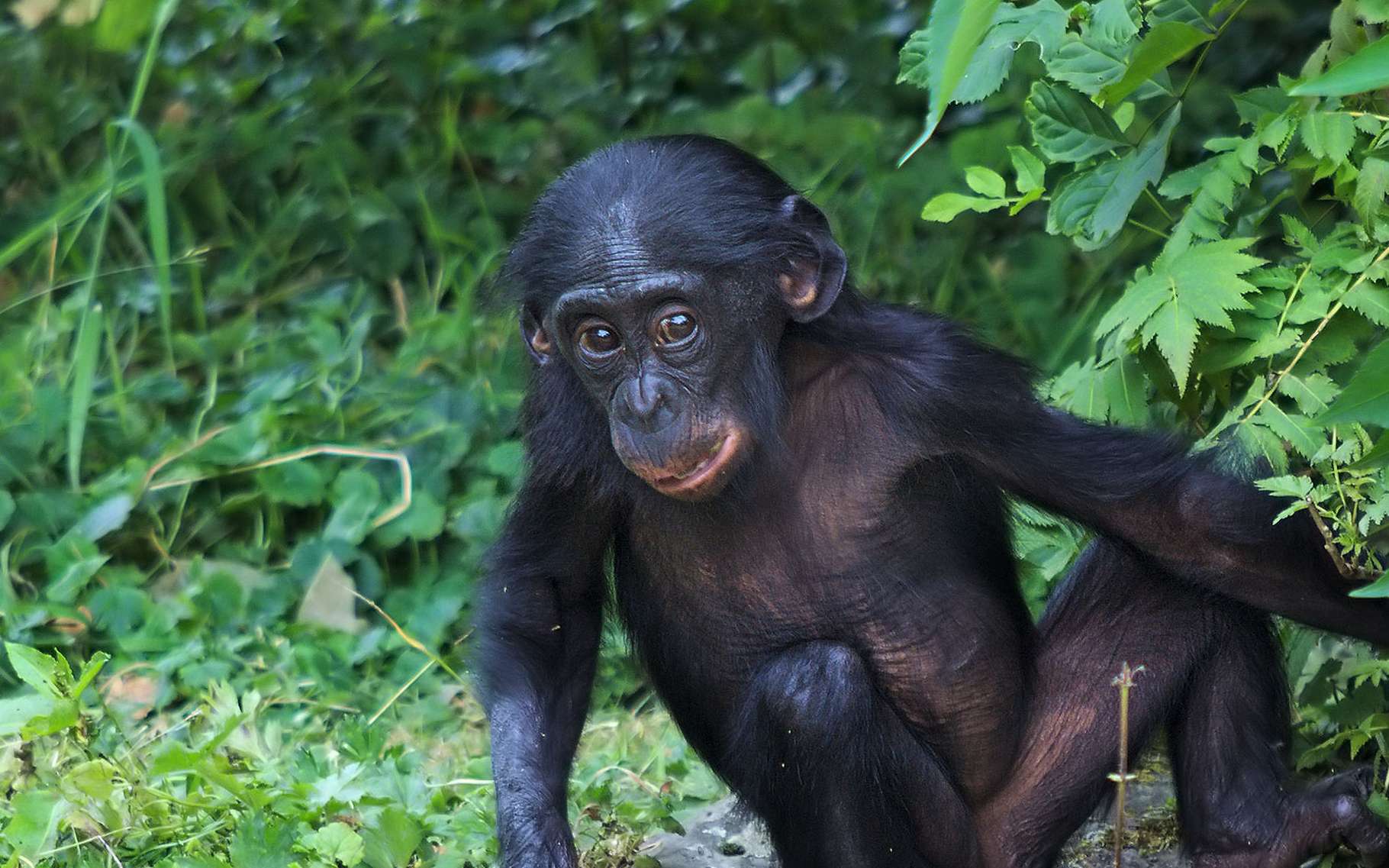 rencontre bonobo