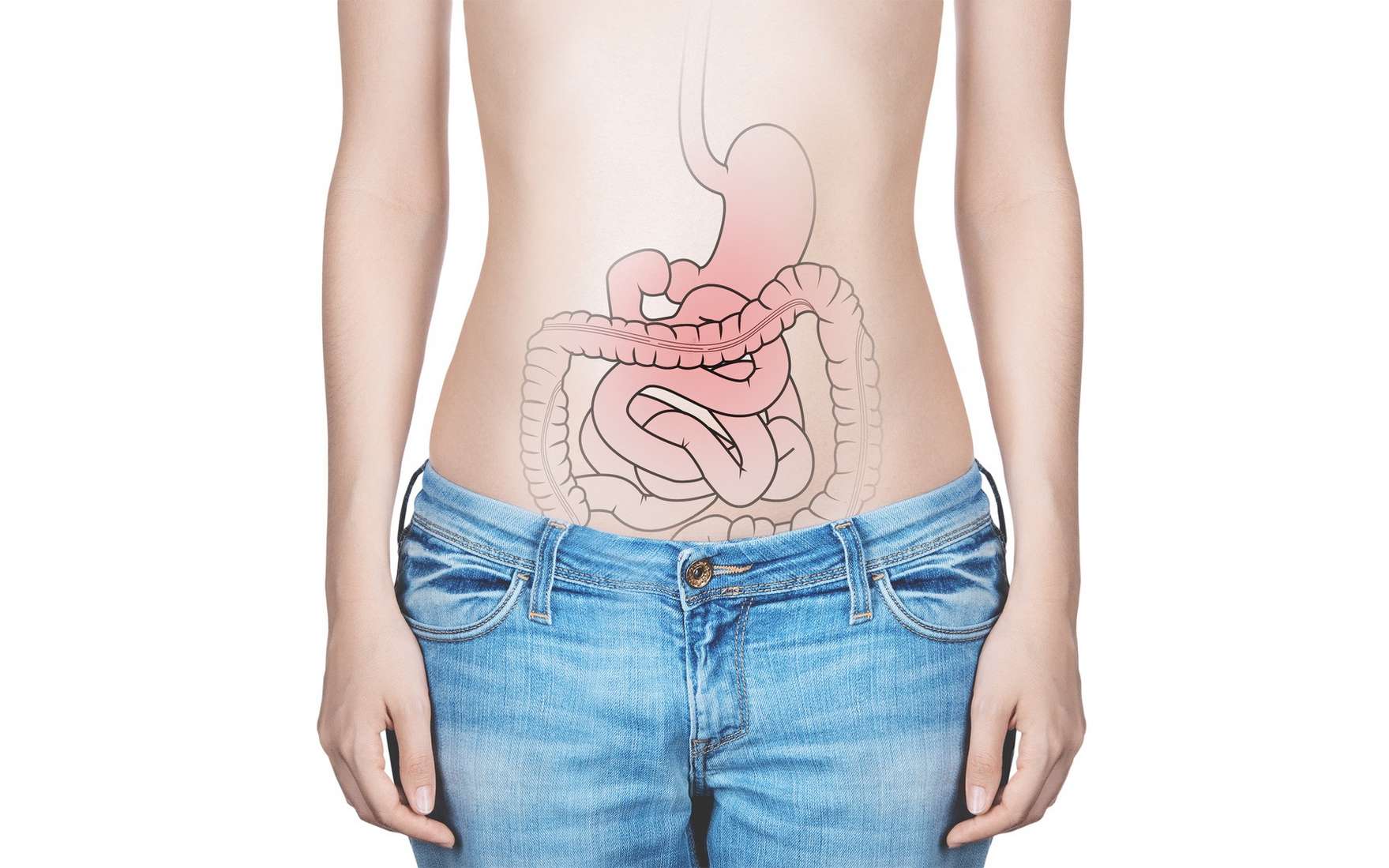 Les organes du système digestif sont au bon endroit, ici. © ALDECAstudio, Fotolia