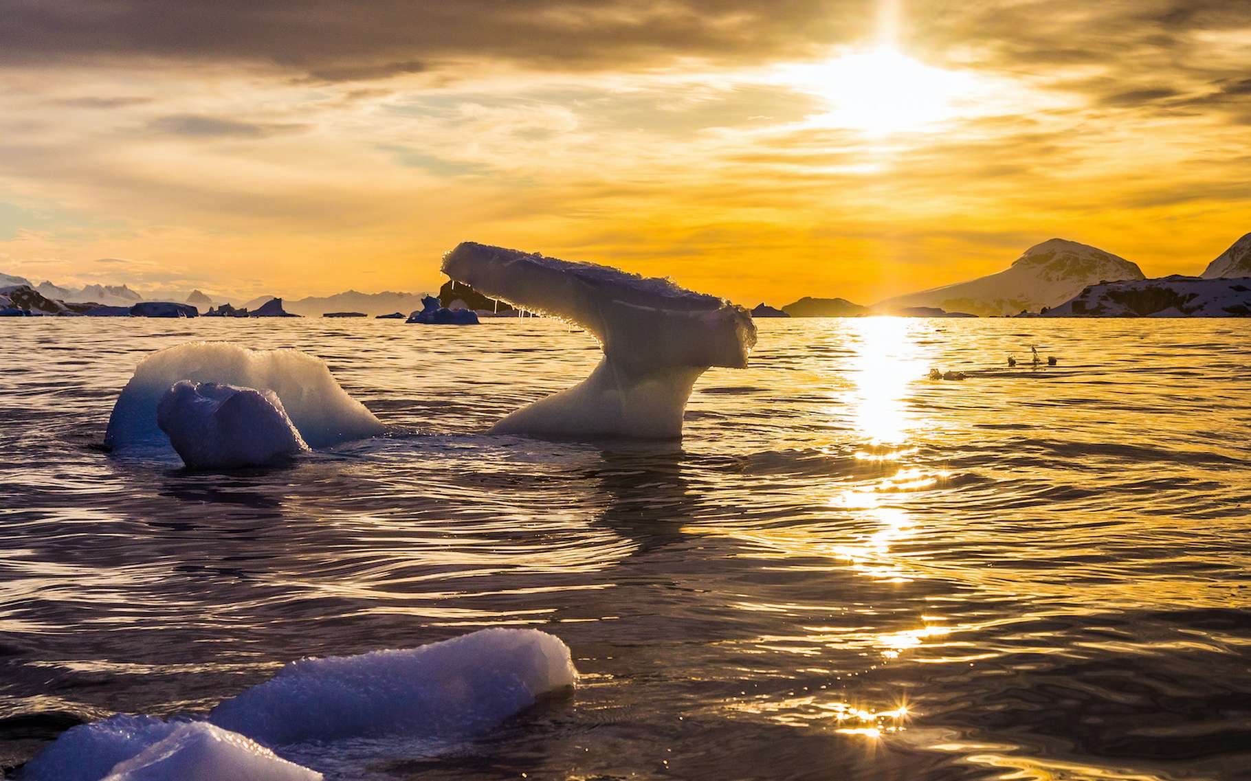 L'Antarctique connait son année la plus chaude depuis 30 ans