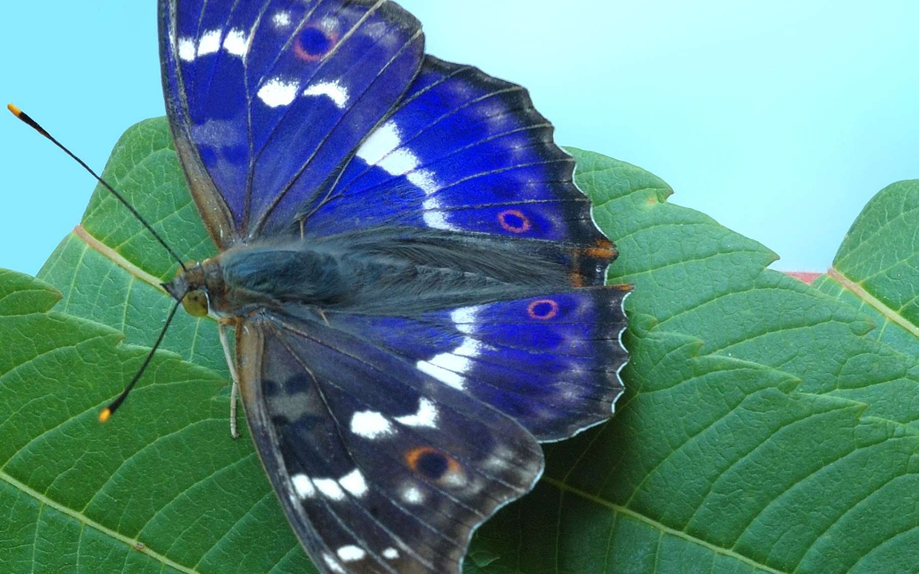 Les Couleurs Des Papillons Dossier