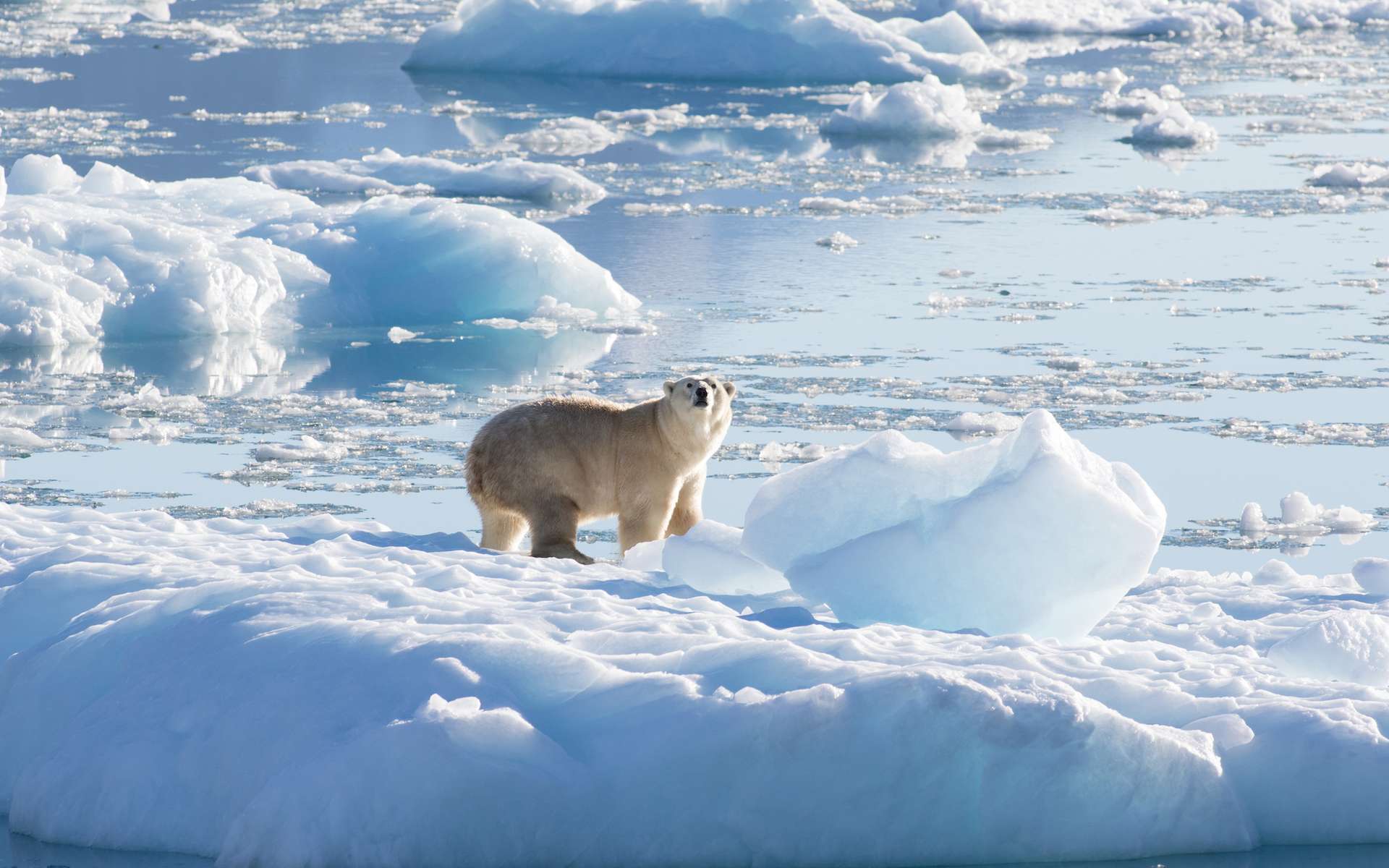 Des ours polaires découverts et étudiés pendant sept ans par l'équipe vivent différemment des autres sous-espèces. © Nasa, Thomas W. Johansen