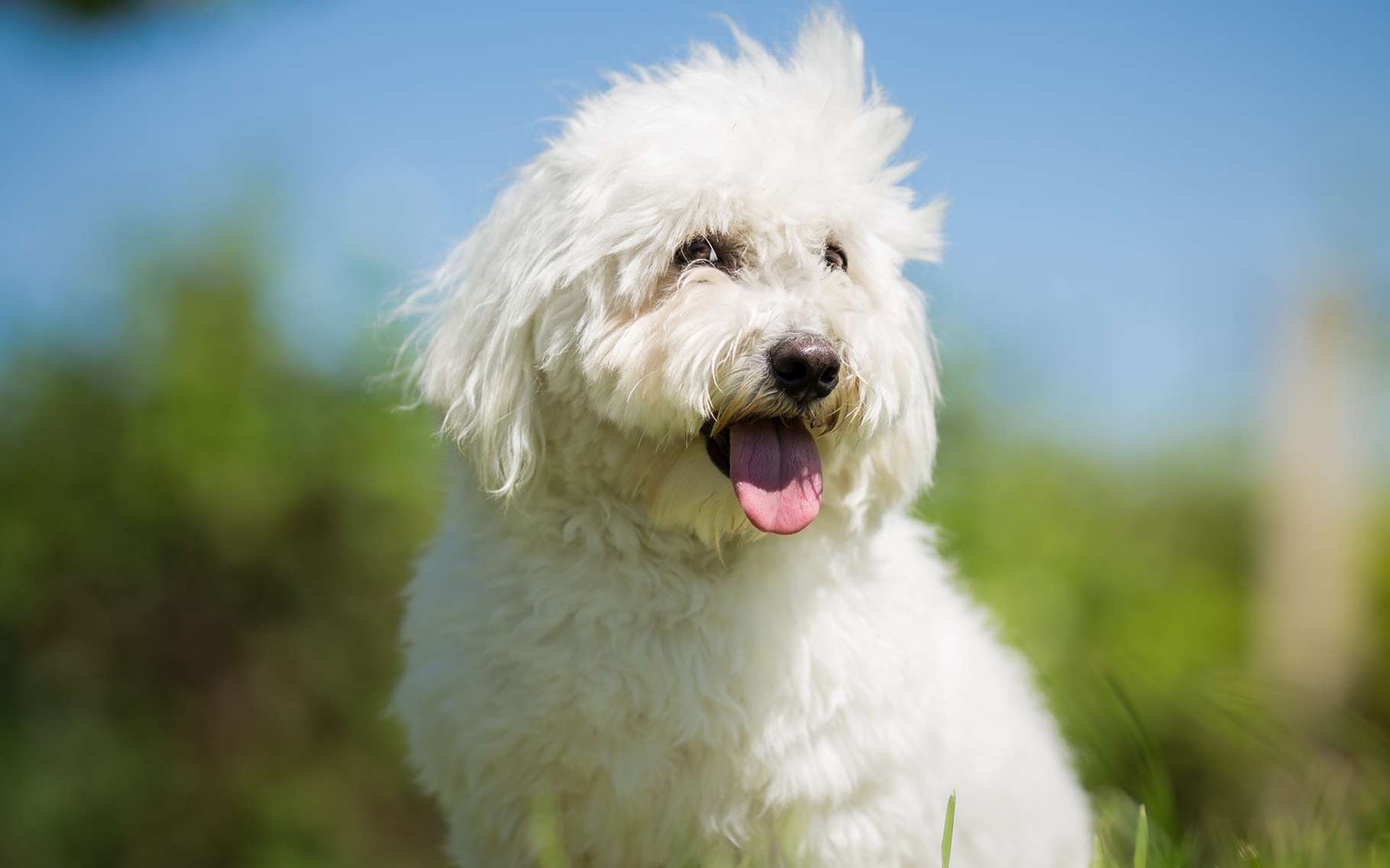Les chiens vieillissent aussi, avec les conséquences que cela entraîne. Ici, un coton de Tuléar. © Lunja, Shutterstock
