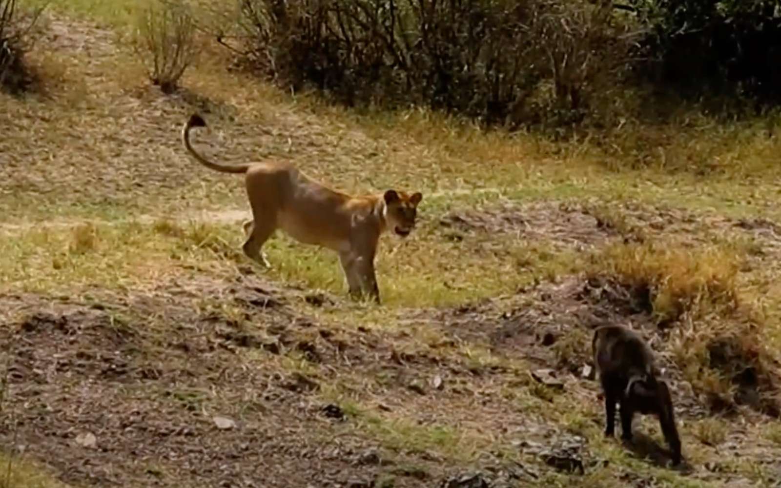 Un babouin tient tête à une lionne dans une vidéo spectaculaire