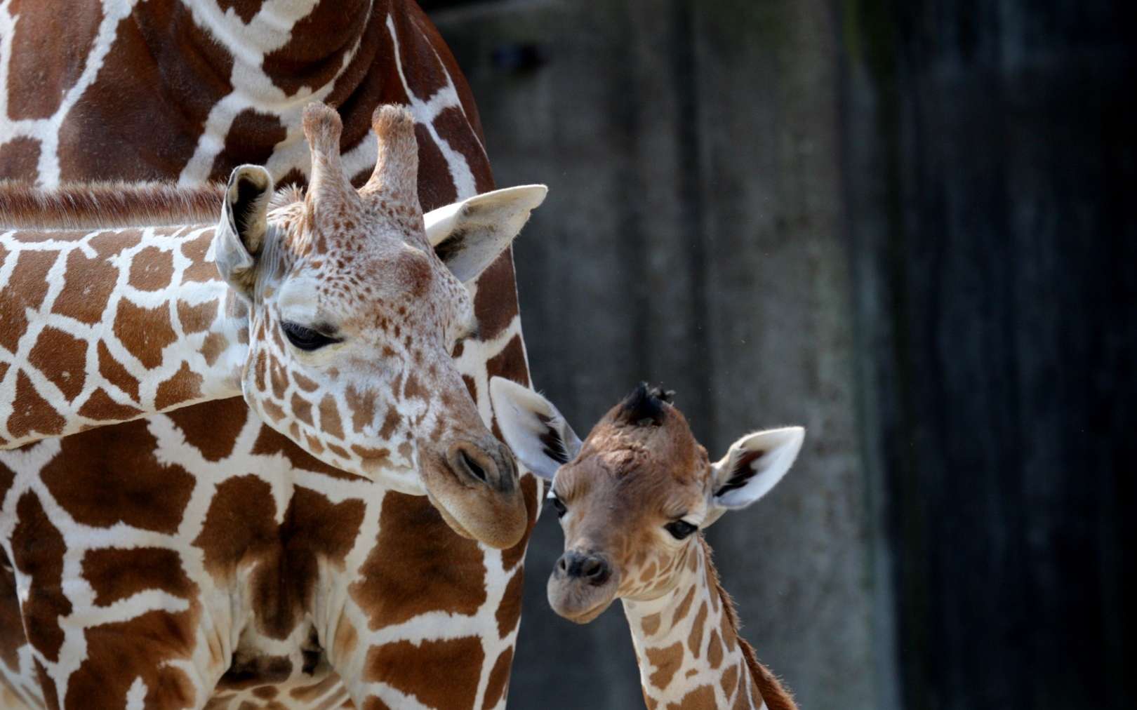 Le projet brésilien Embrapa prévoit de cloner 8 espèces animales en voie de disparition au Brésil. Ils espèrent toutefois rapidement pouvoir cloner les girafes et éléphants d'Afrique qui font parties des espèces gravement en danger. © Frank Peter, Flickr CC by-nc-nd-2.0
