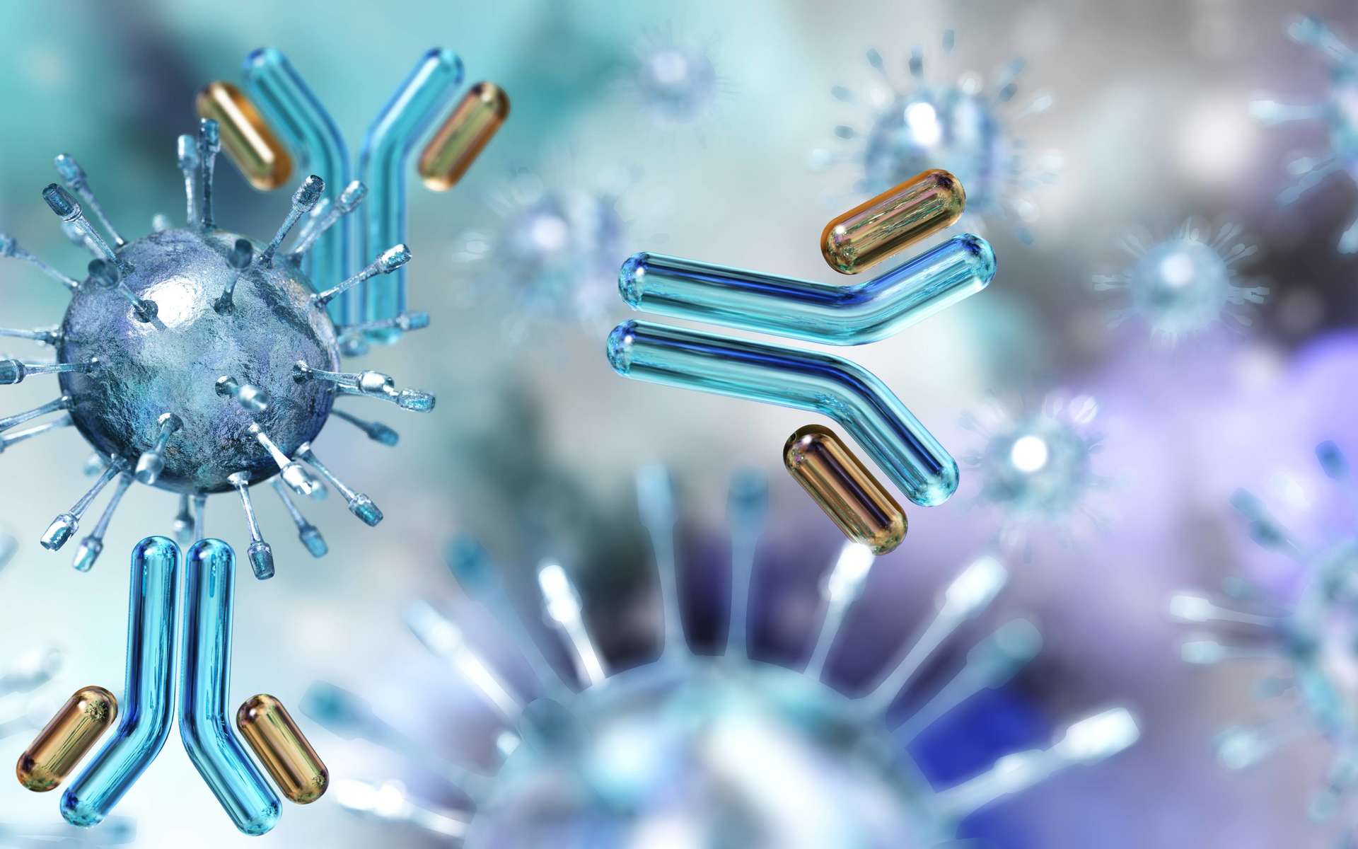 Les anticorps sont la réponse favorisée par notre organisme pour se défendre contre une infection au coronavirus. © ustas, Adobe Stock