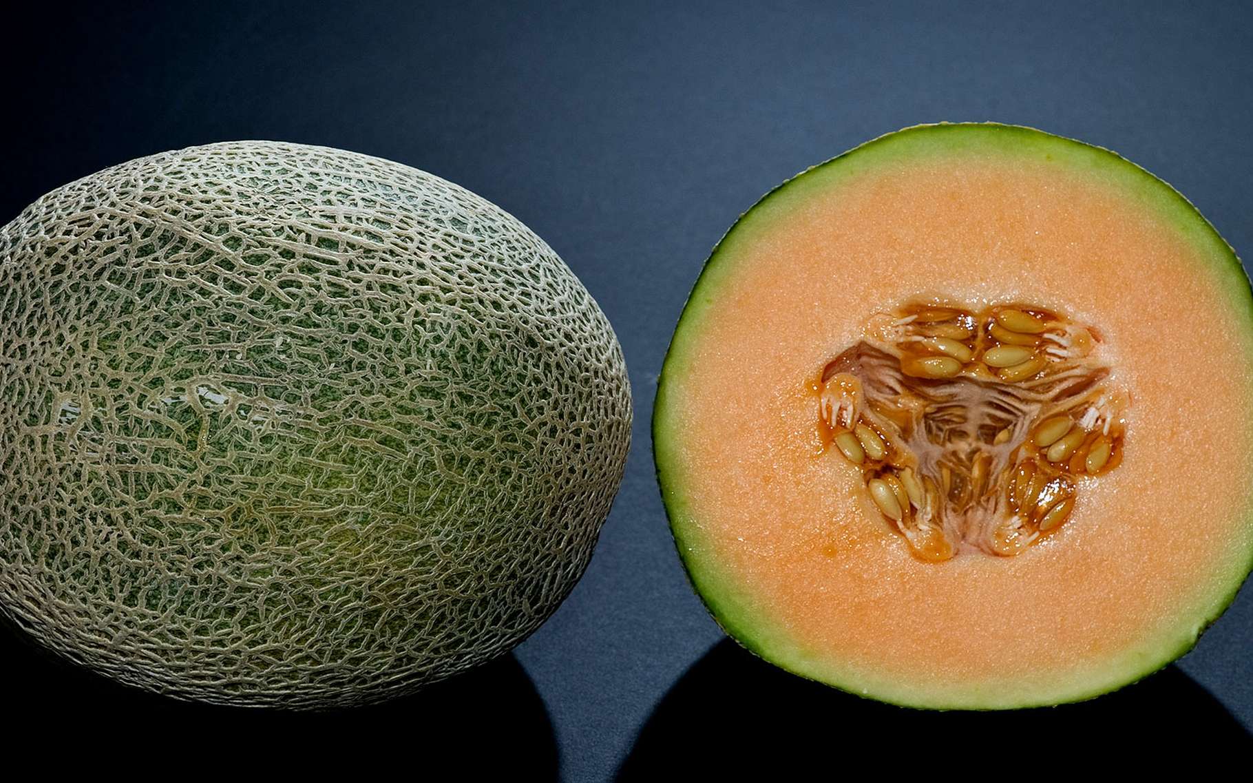 Cucurbitacées l'étonnante structure du melon Dossier