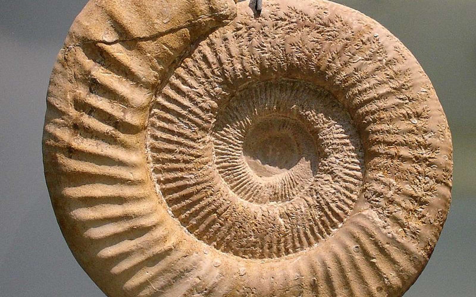 Un exemple de coquille d’ammonite symétrique. © I, Masur, Wikimedia Commons, CC by-sa 3.0