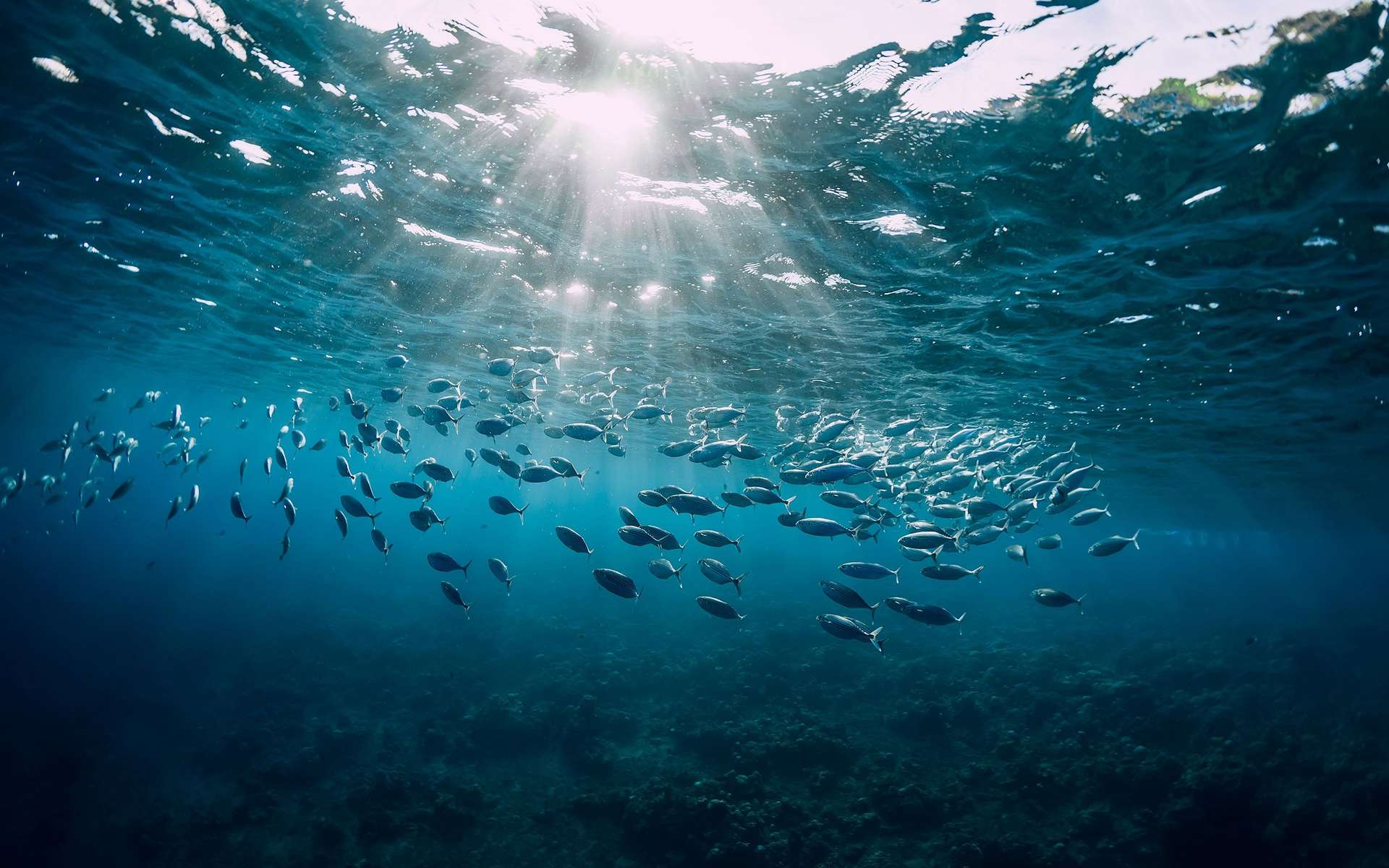 L'océan a emmagasiné assez d'énergie en 2023 pour faire bouillir des « milliards de piscines olympiques » !