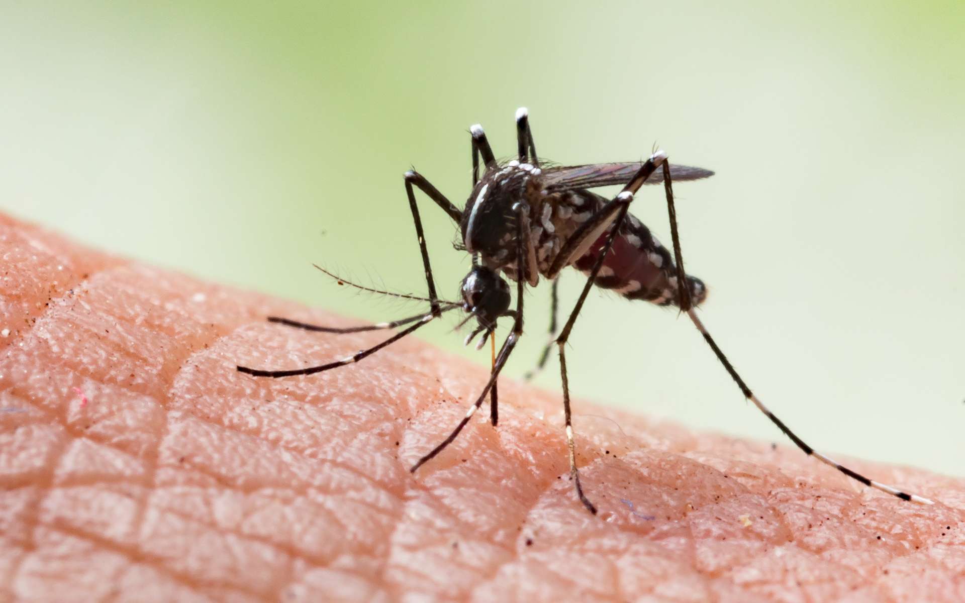 Moustique de l'espèce Aedes aegypti, vecteur commun de maladies. © frank29052515, Adobe Stock.