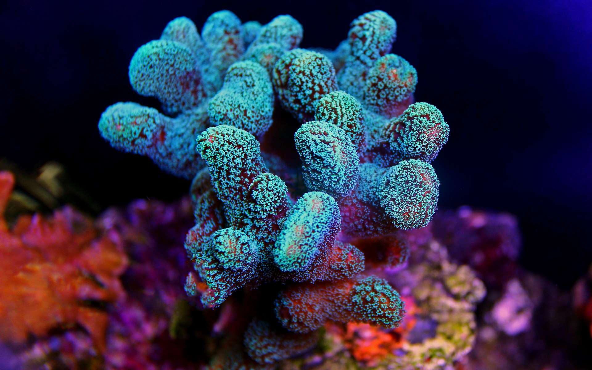 Les récifs coralliens subissent de plus en plus de blanchissement, en raison du dérèglement climatique. © Kolevski.V, Adobe Stock