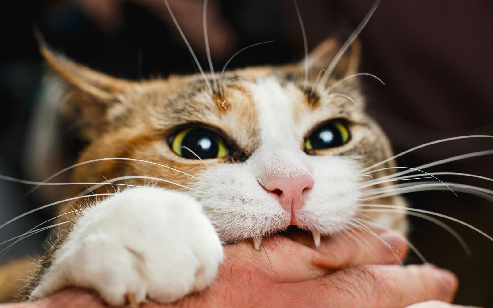 Un homme mordu par un chat contracte une bactérie inconnue de la science