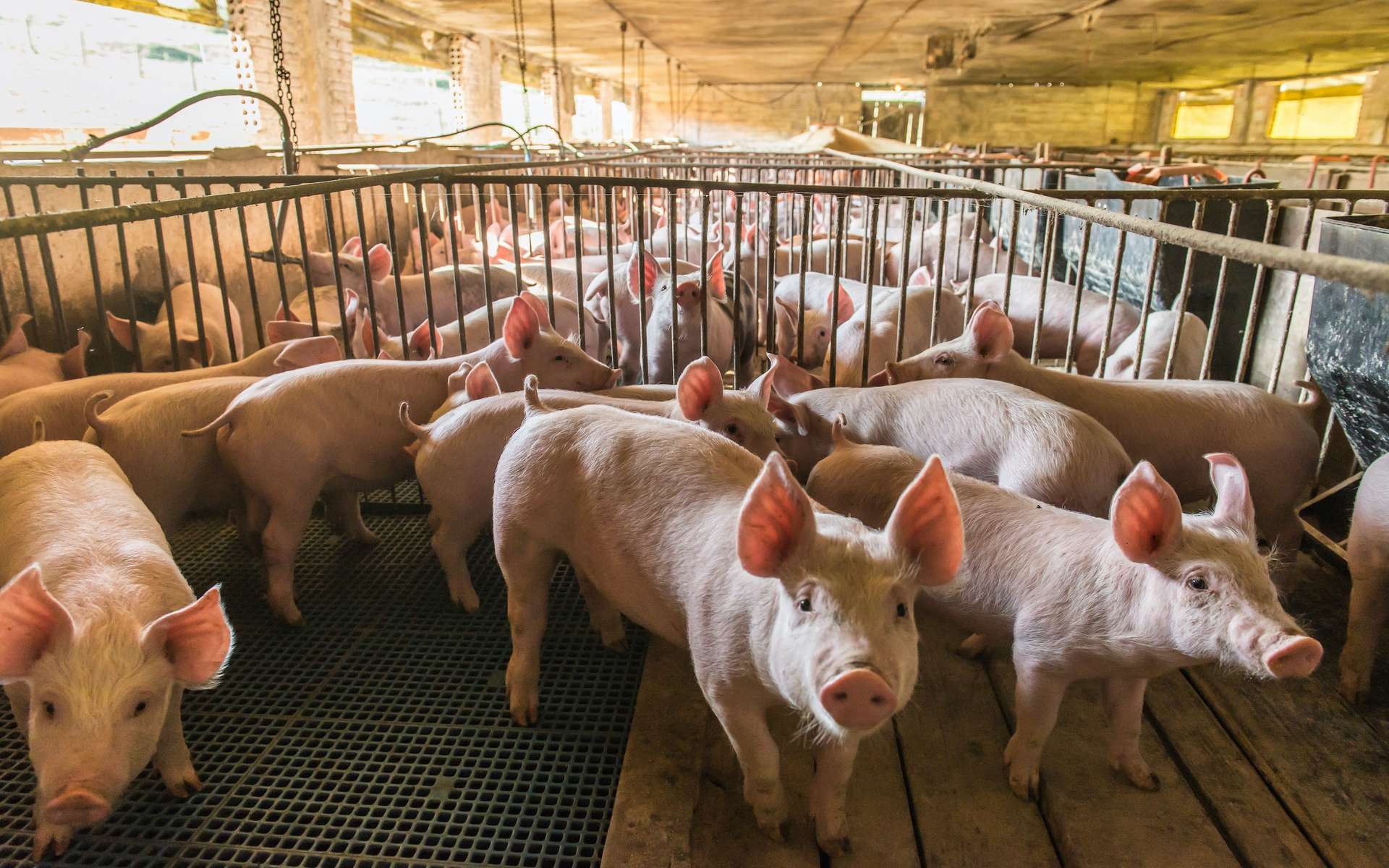 La peste porcine, pire épidémie animale jamais connue sur la planète. © Antonello, Adobe Stock